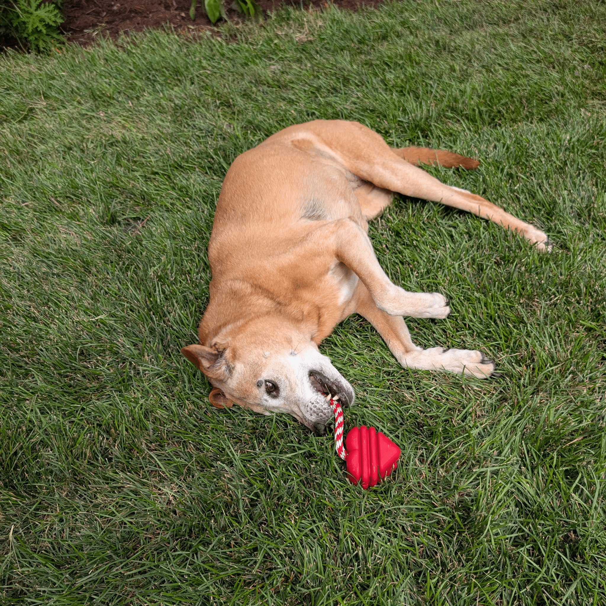 Dog playing with a Farm to Pet Tug Toy red Heart on a String ball on grass.