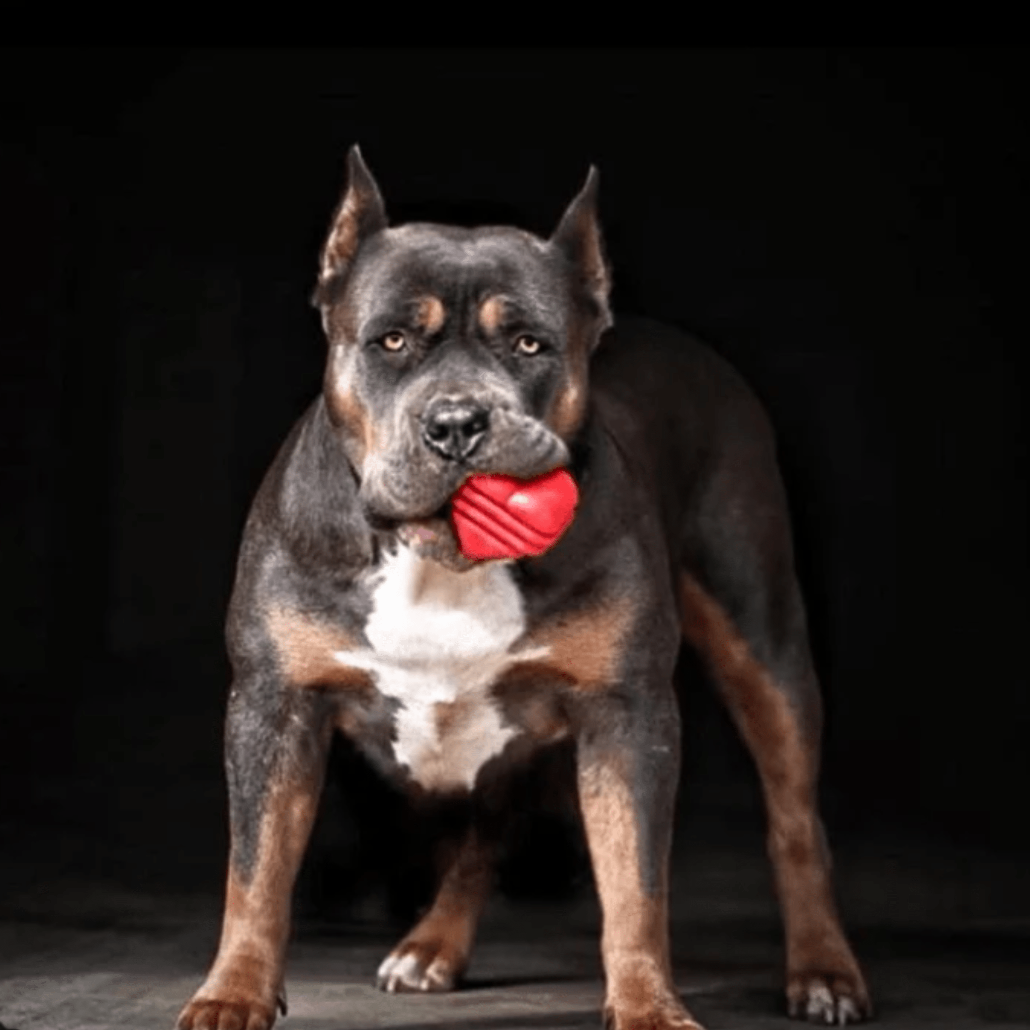 Dog with a Farm to Pet Tug Toy Heart on a String red heart-shaped toy tug on a black background