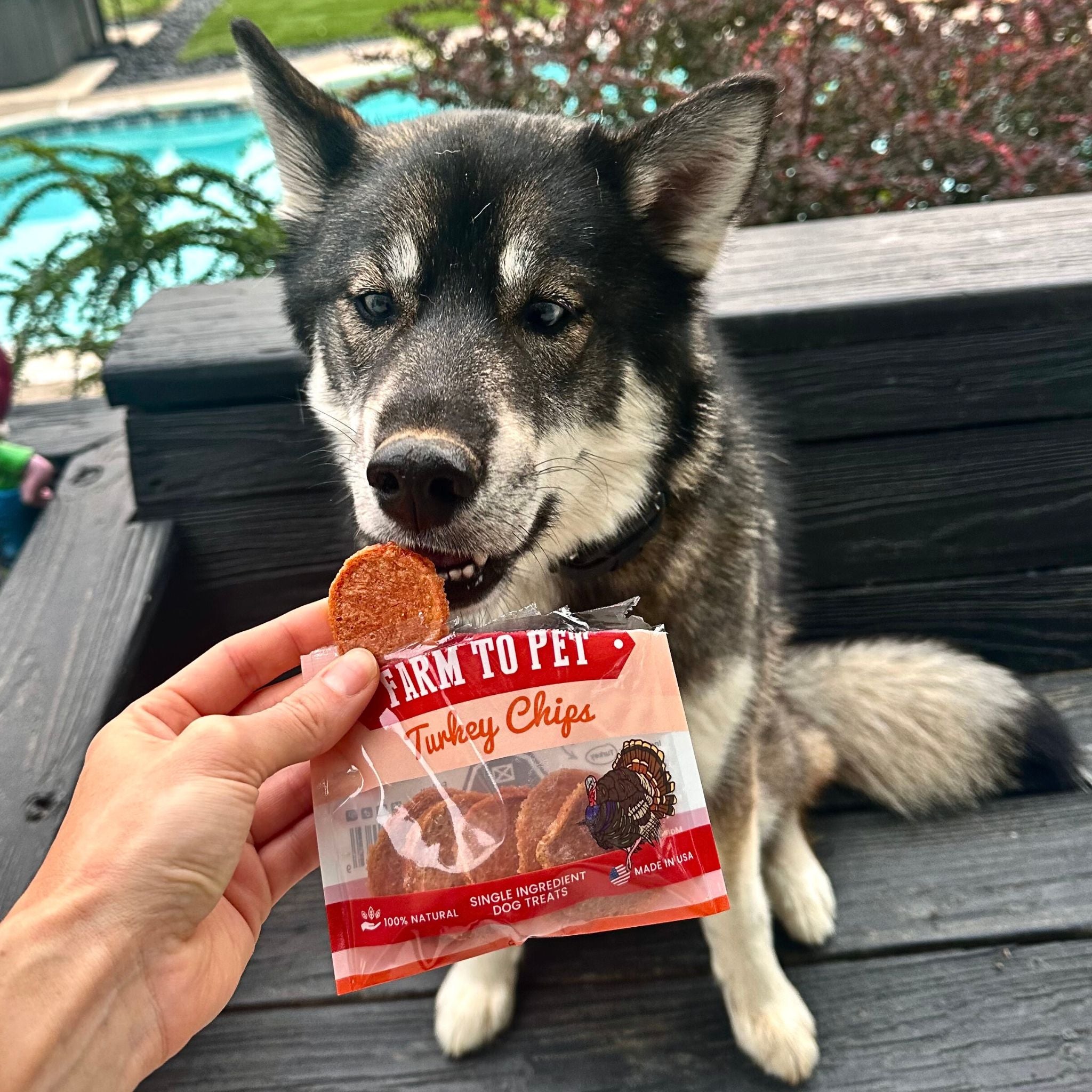 A black and white dog sitting on a deck getting a Farm to Pet Turkey Snack Pack treat from it's owner.