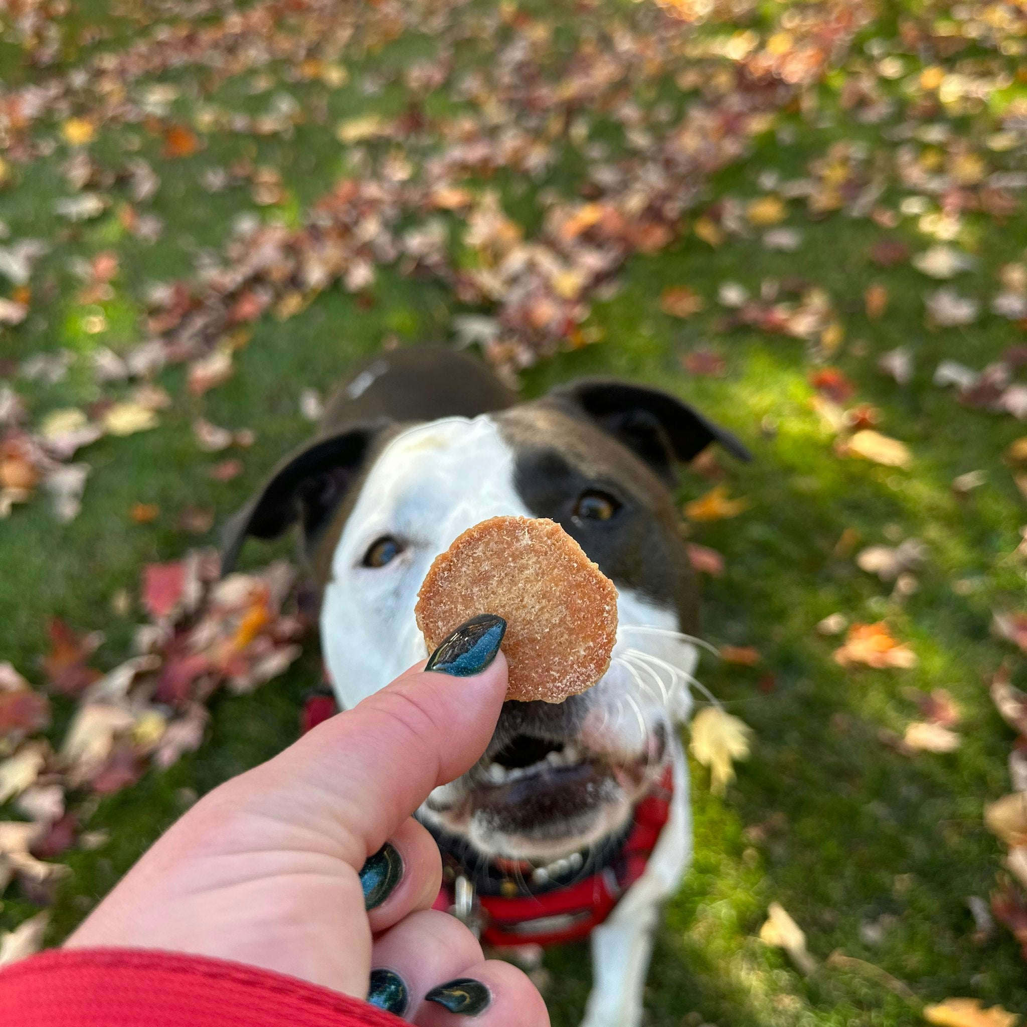 A black and white Pitbull sitting in the grass outside waiting for a Farm to Pet Turkey Treat from it's owners hand.