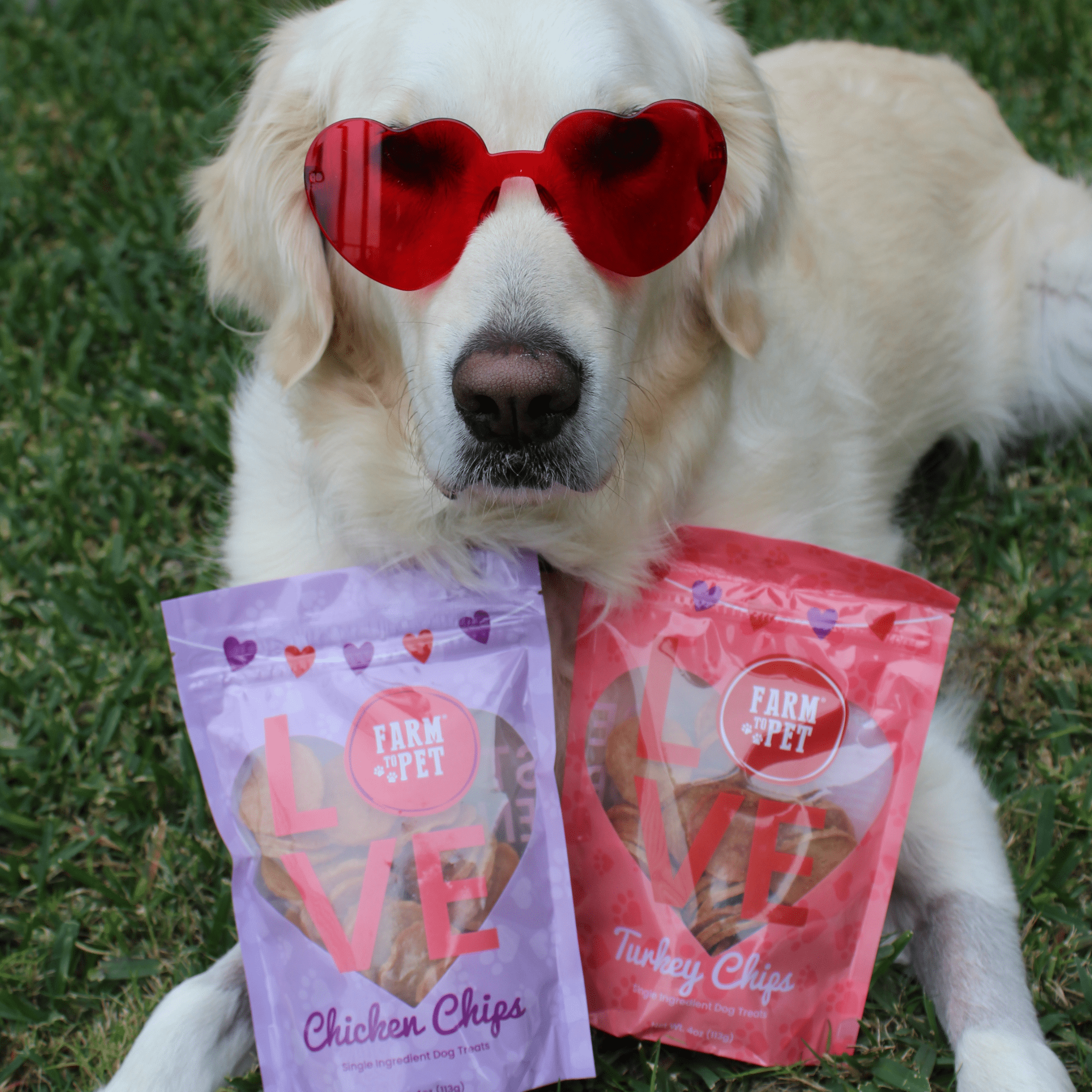 A white dog wearing red heart-shaped sunglasses holding two bags of Farm to Pet dog treats.