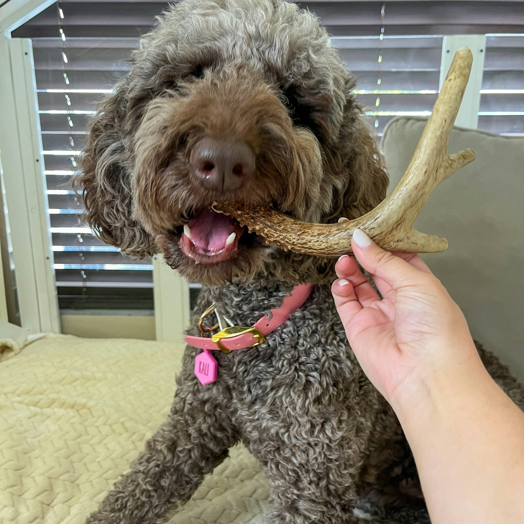 A brown dog with mouth open chewing a Farm to Pet Deer Antler.