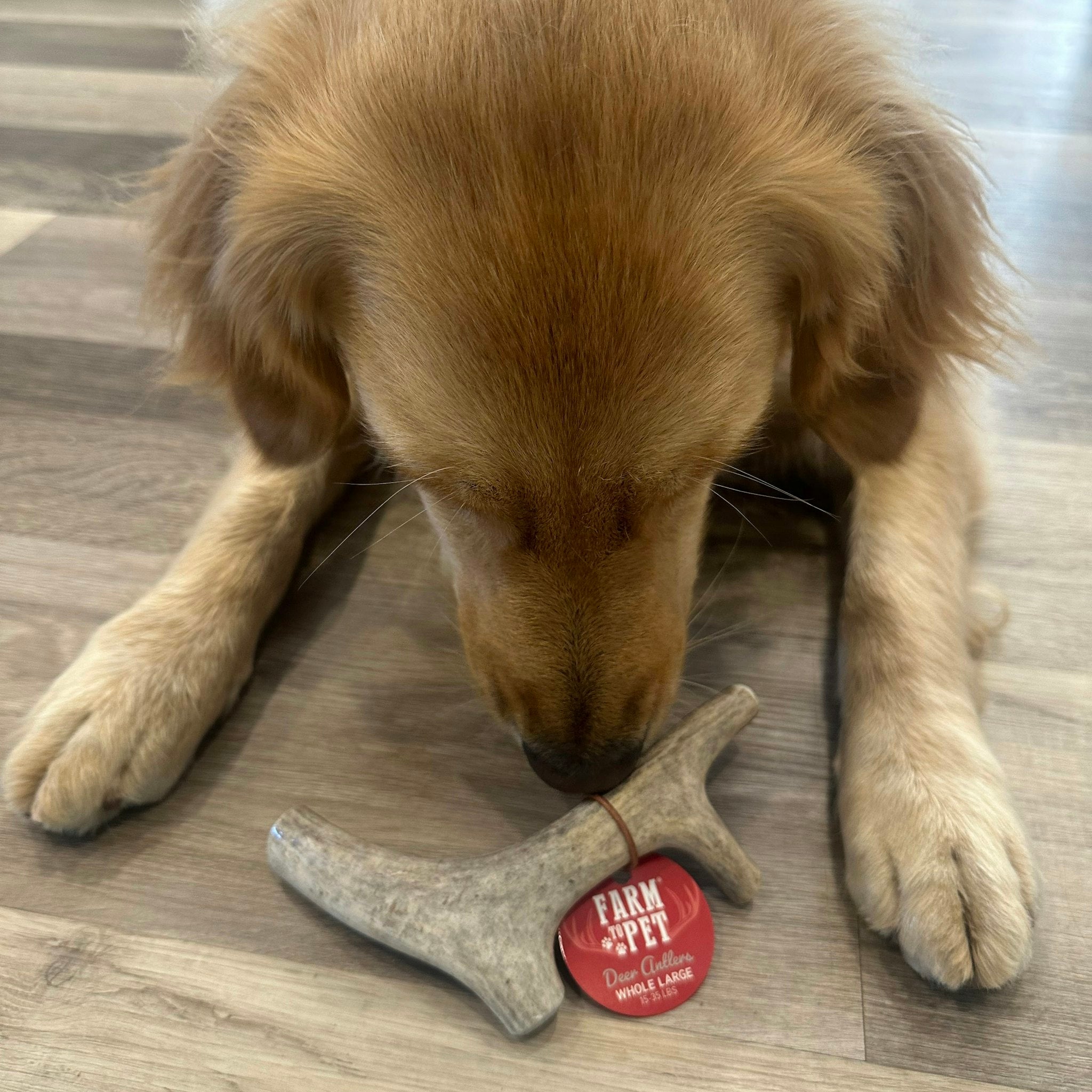 Picture of a golden retriever dog sniffing a Farm to Pet Deer Antler indoors.