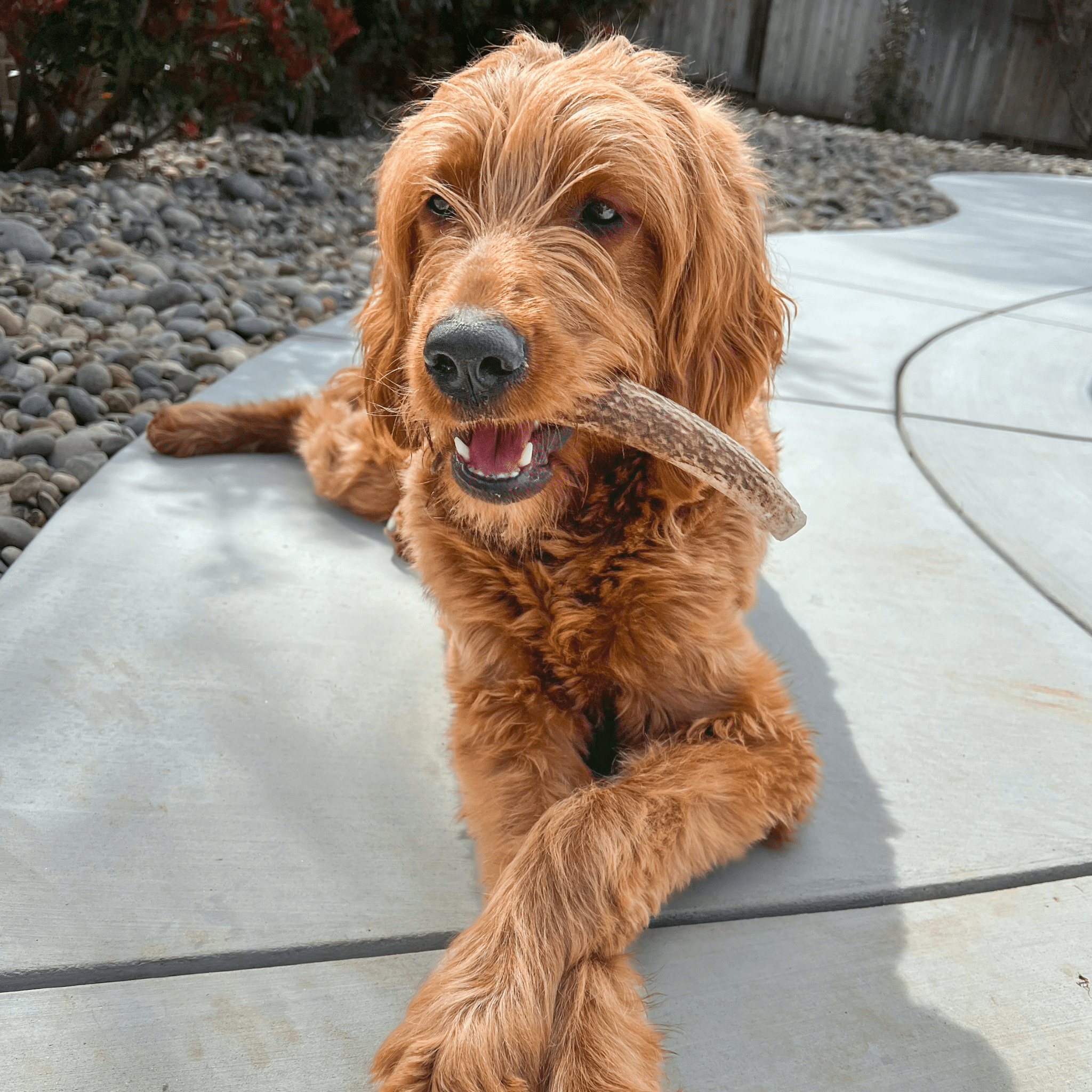 Cute Brown Dog Enjoying his Farm to Pet Medium Whole Elk Antler Outside on a Sunny Day.
