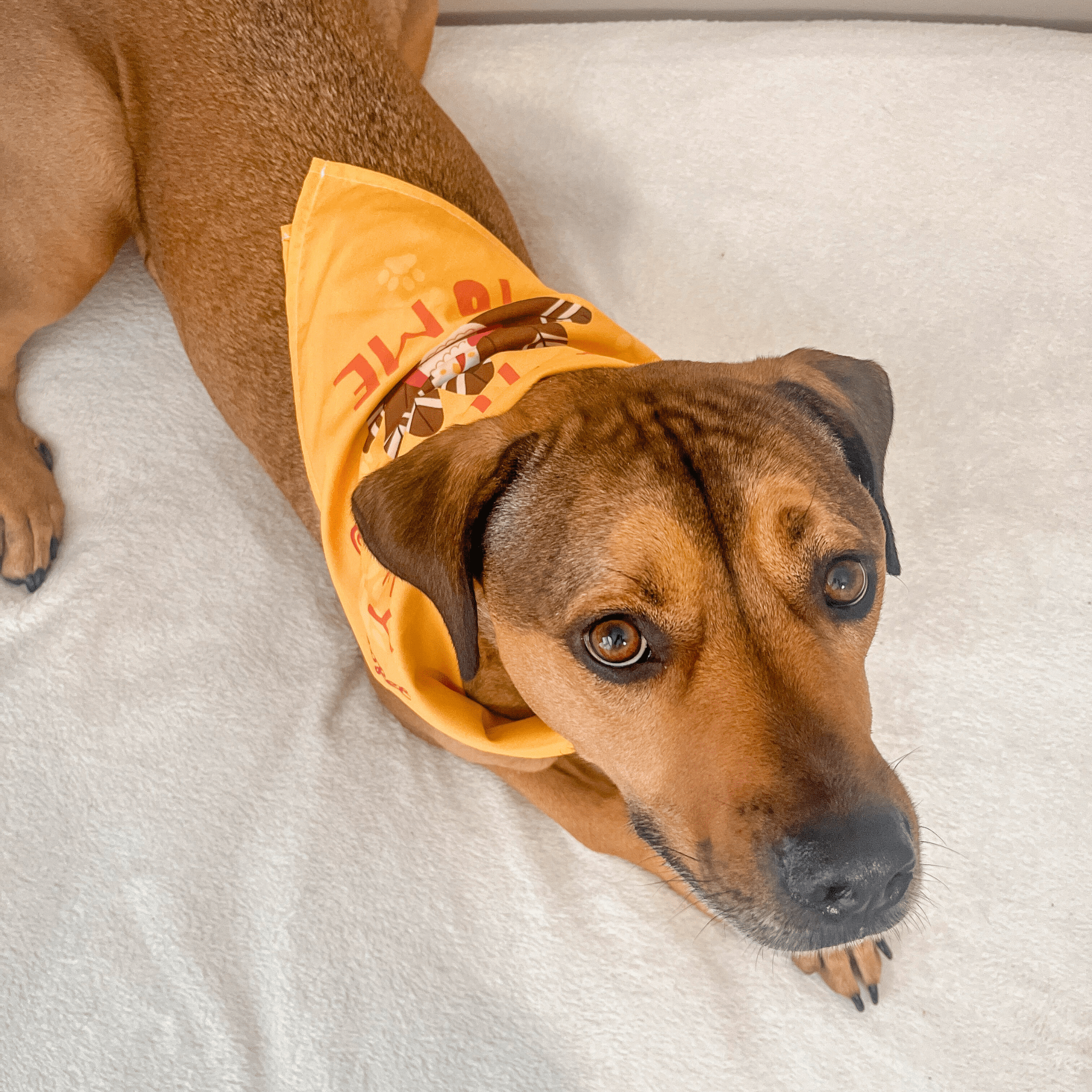 Dog wearing a bandana with text, lying on a light-colored surface