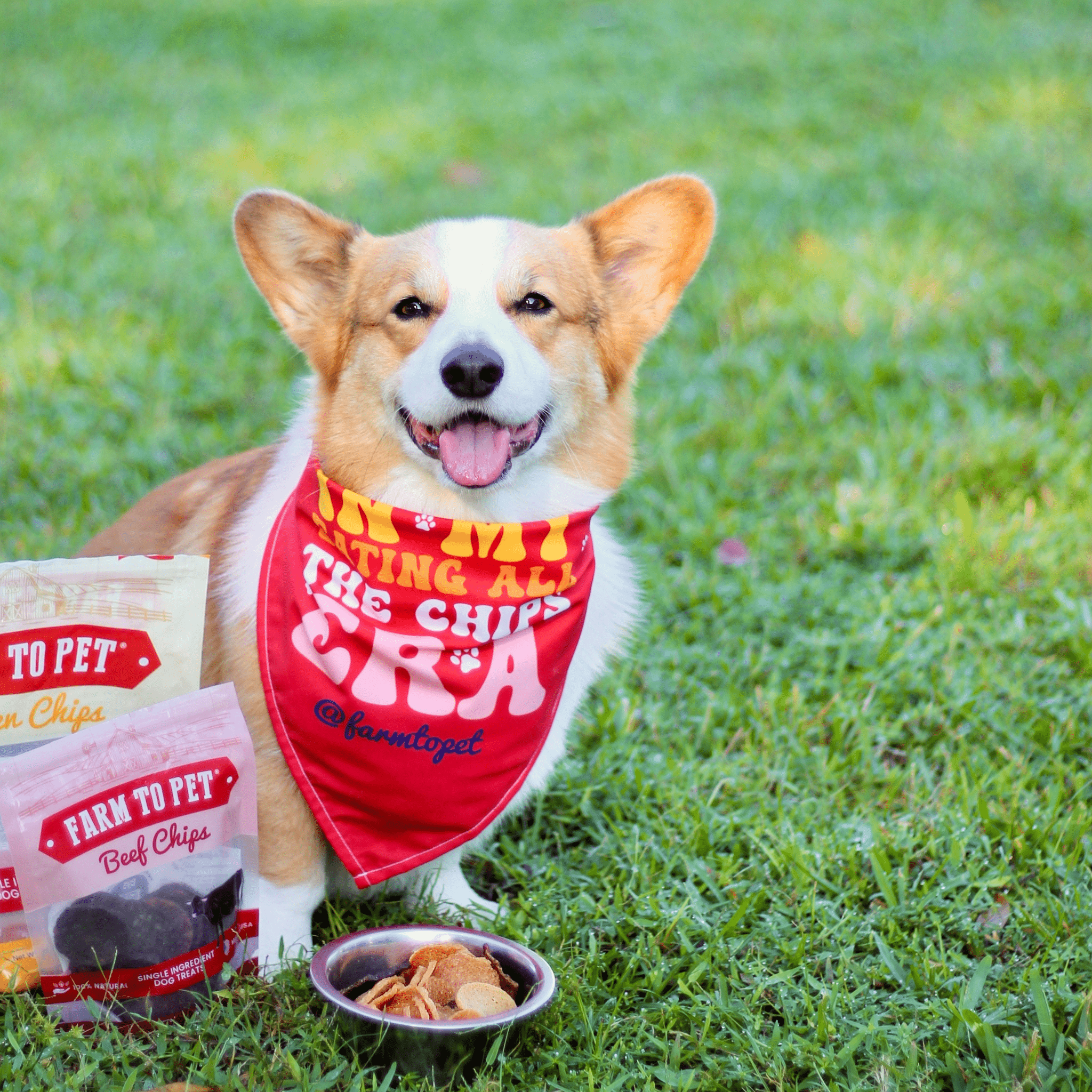 Dog wearing a Taylor Swift theme red bandana with text, standing on grass next to packages of Farm to Pet dog treats.