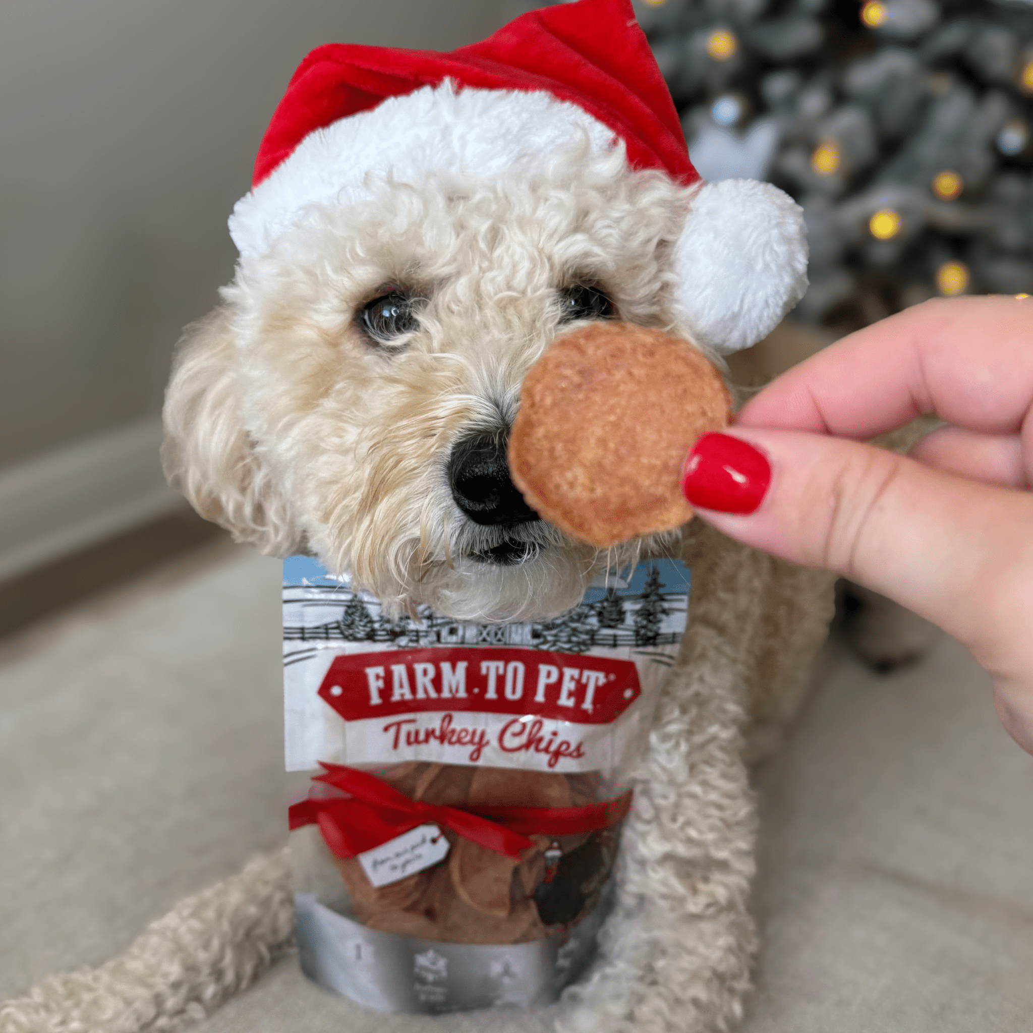 Dog wearing a Santa hat with a person holding a treat, with 'Farm to Pet' turkey chips in the foreground.