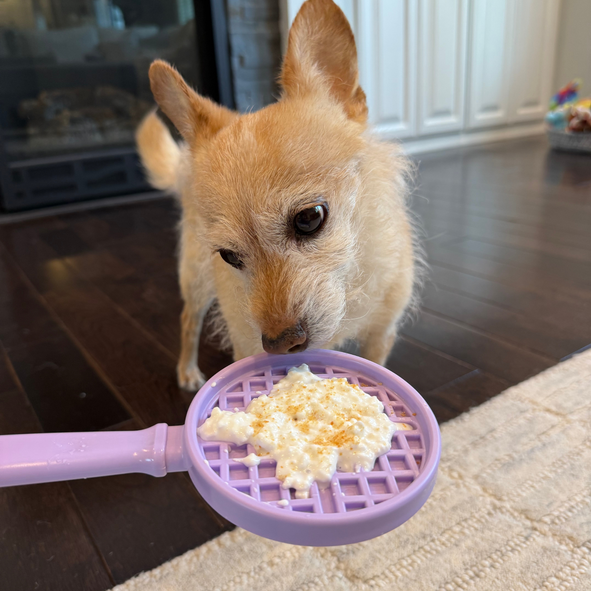 Dog eating from a purple pet lick stick filled with yogurt on a wooden floor.