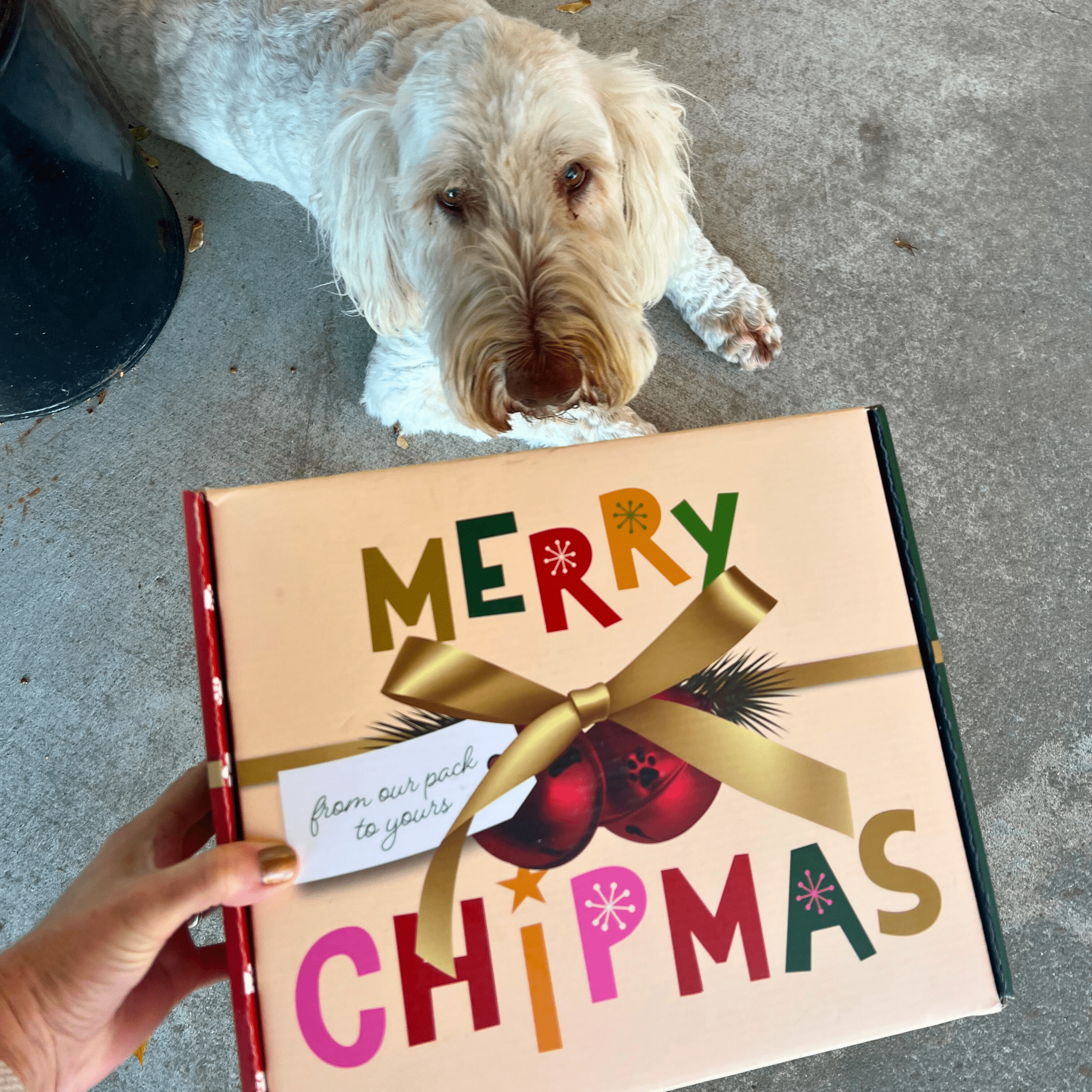 Dog lying on the ground next to a gift box with 'Merry Chipmas' text from Farm to Pet.