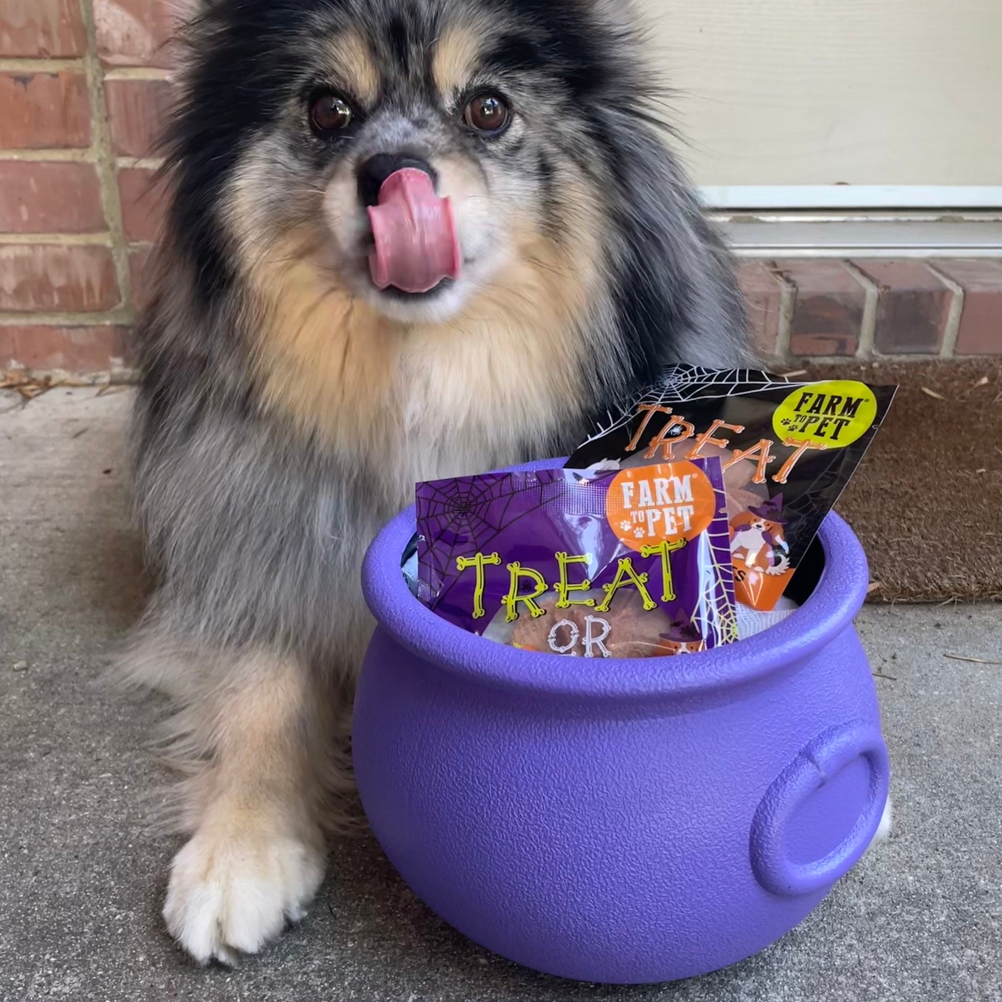A small dog with it's tongue out sitting beside a purple Halloween candy bowl filled with Farm to Pet snack pack treats.