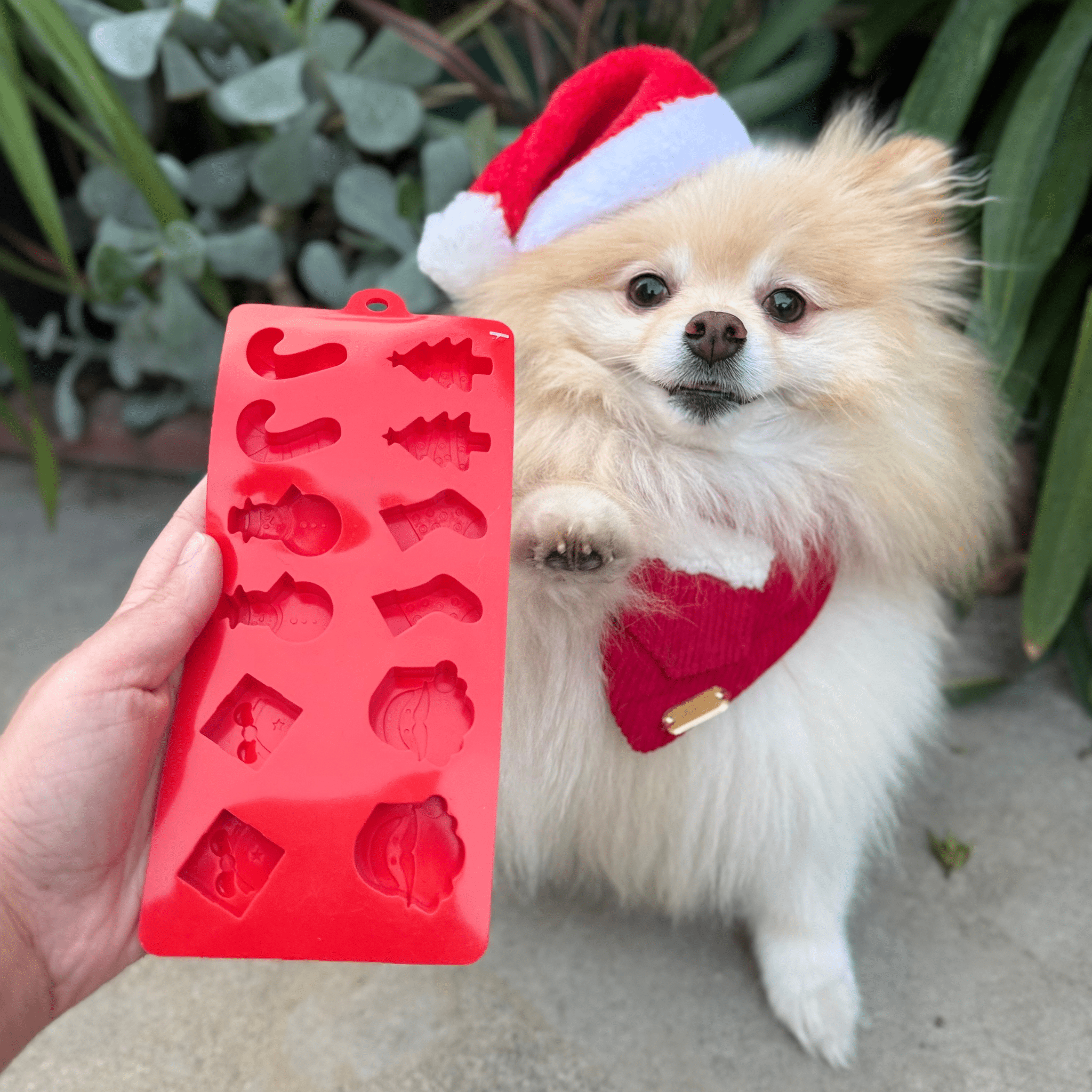 Small dog wearing a Santa hat with a red silicone mold featuring Christmas shapes.