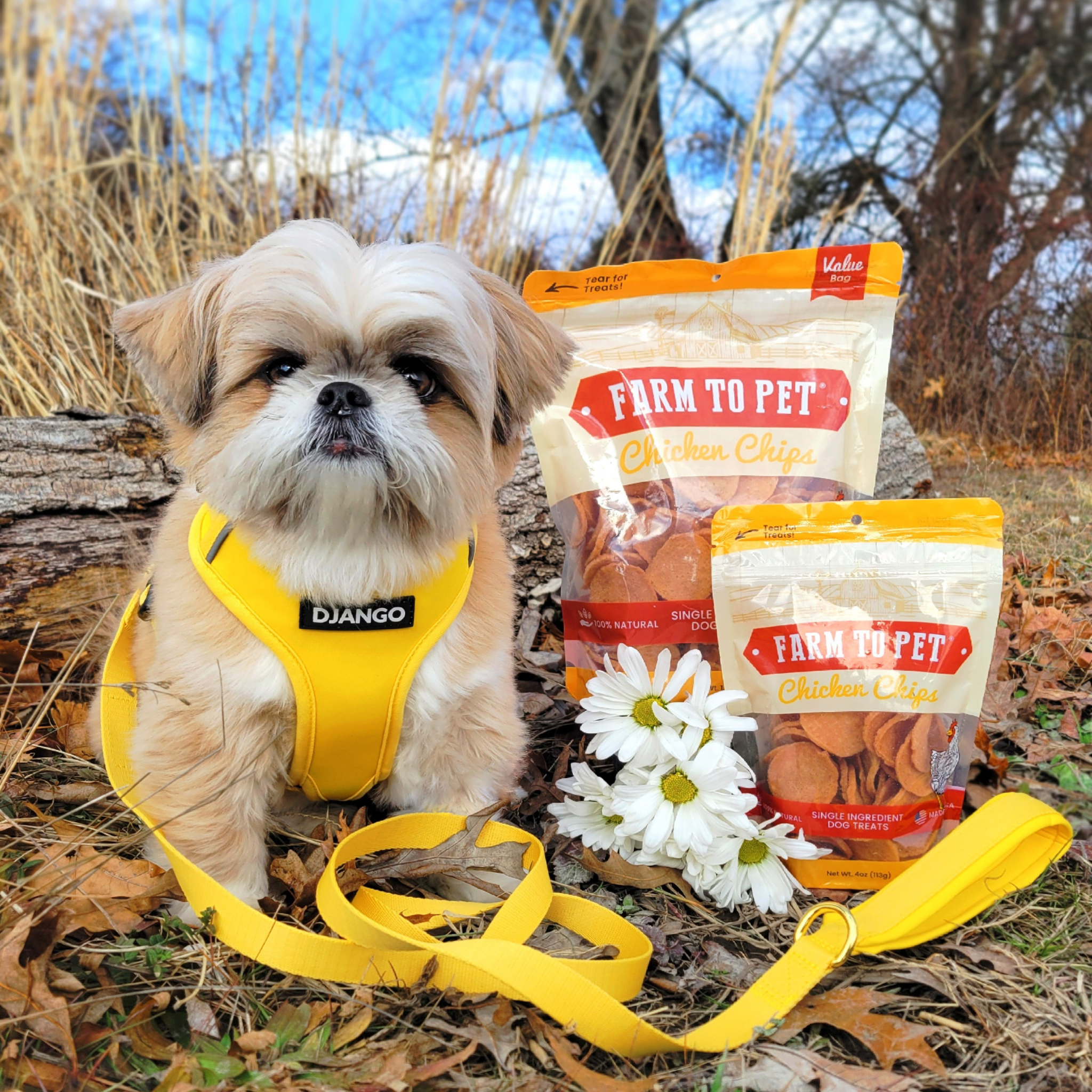 Dog wearing a yellow harness with 'Farm to Pet' chicken chips in the background