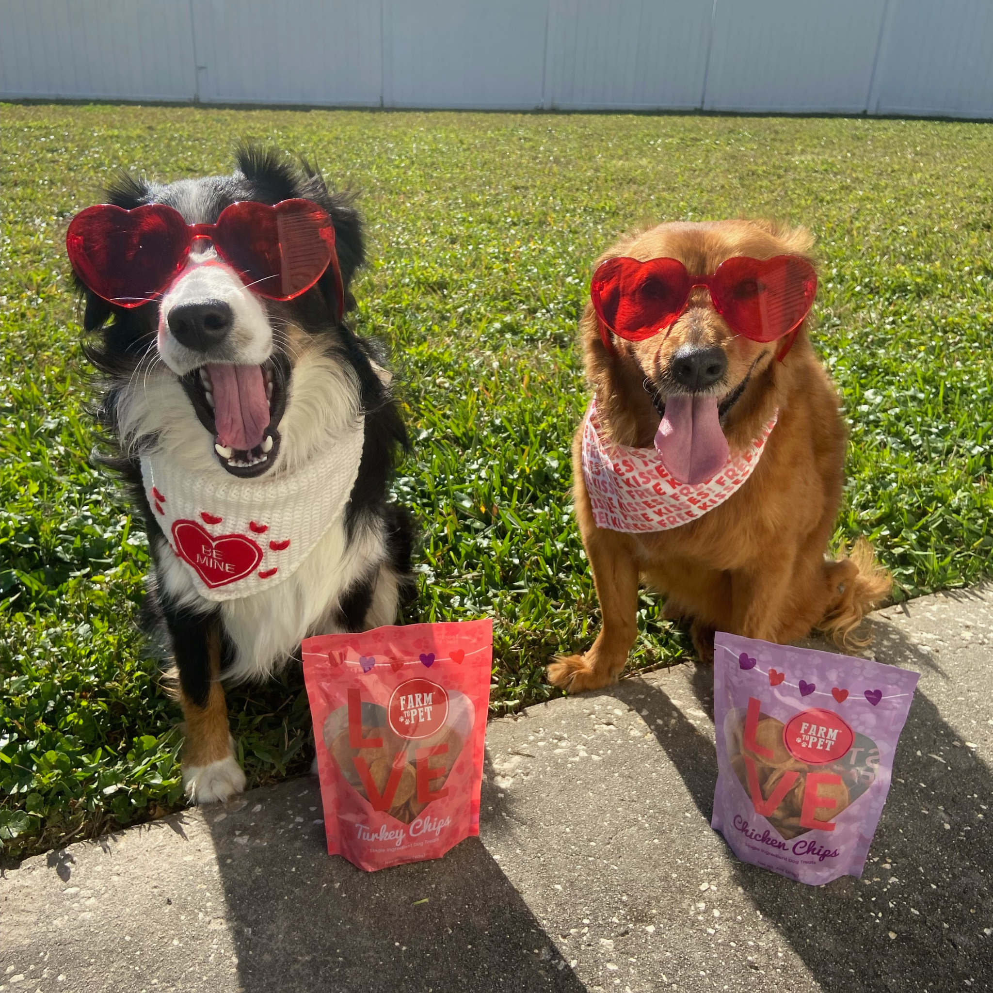 Two dogs wearing heart-shaped sunglasses with treats in front of them on a grassy background