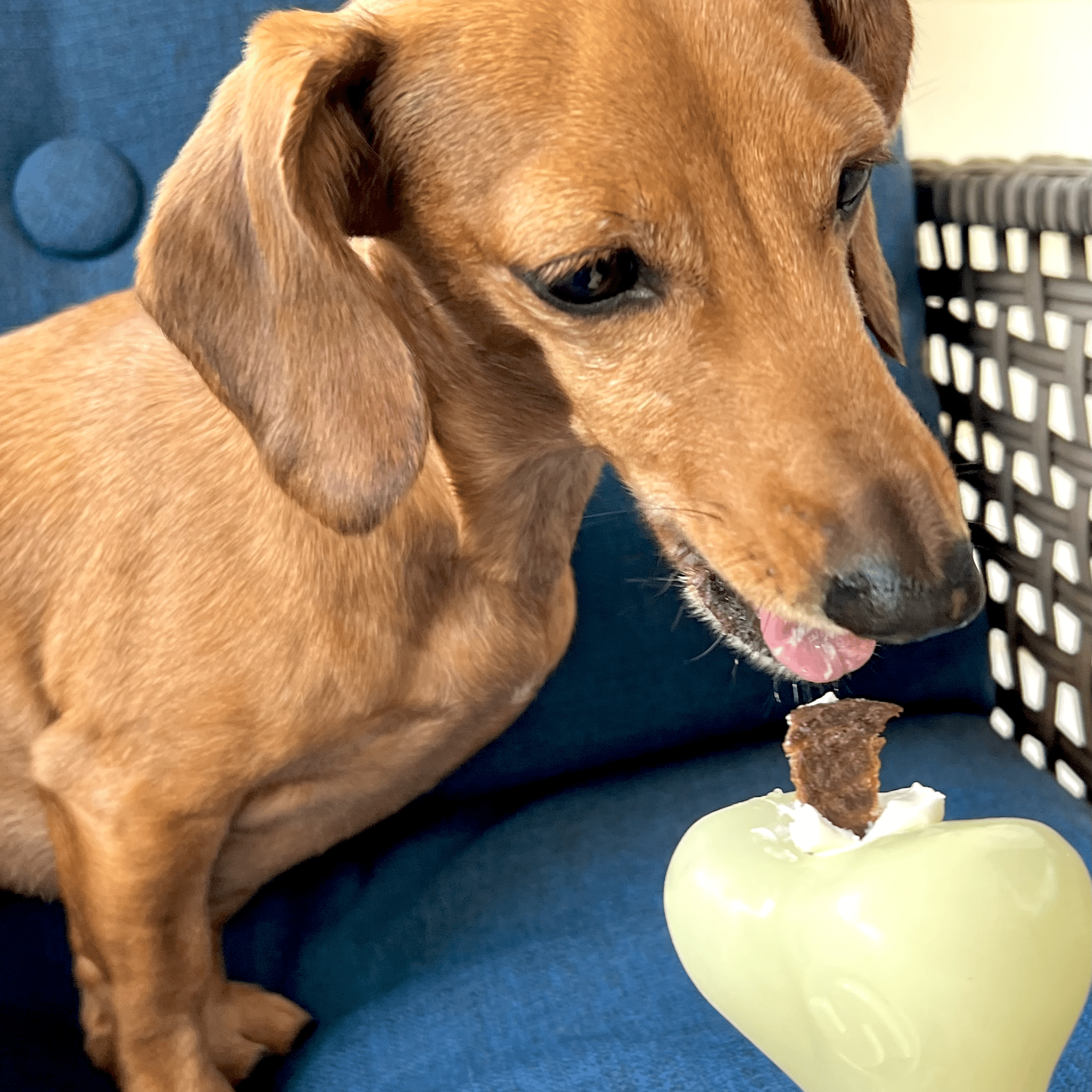Dog sniffing a DISPENSER toy with a treat on a blue couch FROM FARM TO PET