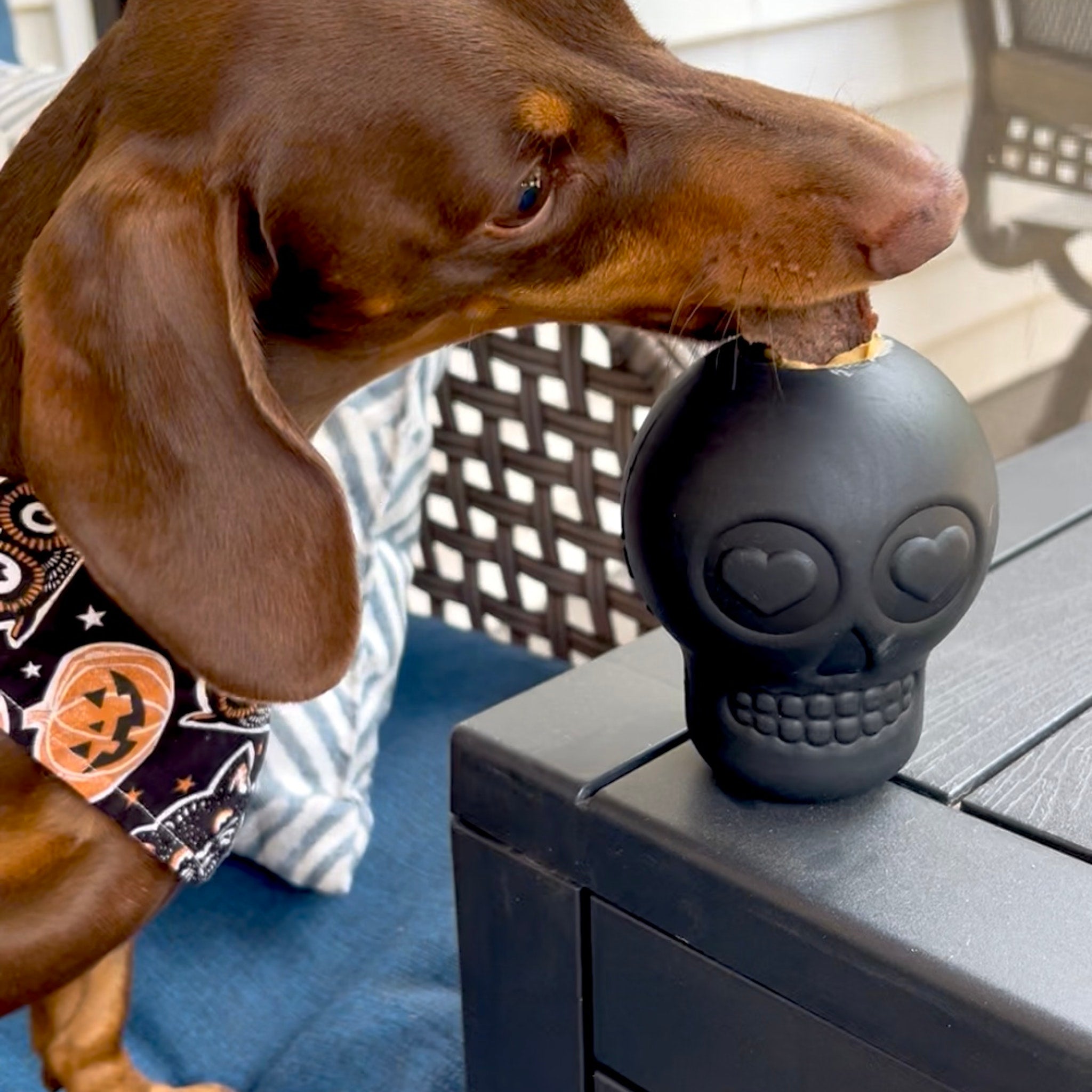 Dog interacting with a black skull-shaped toy on a patio table.