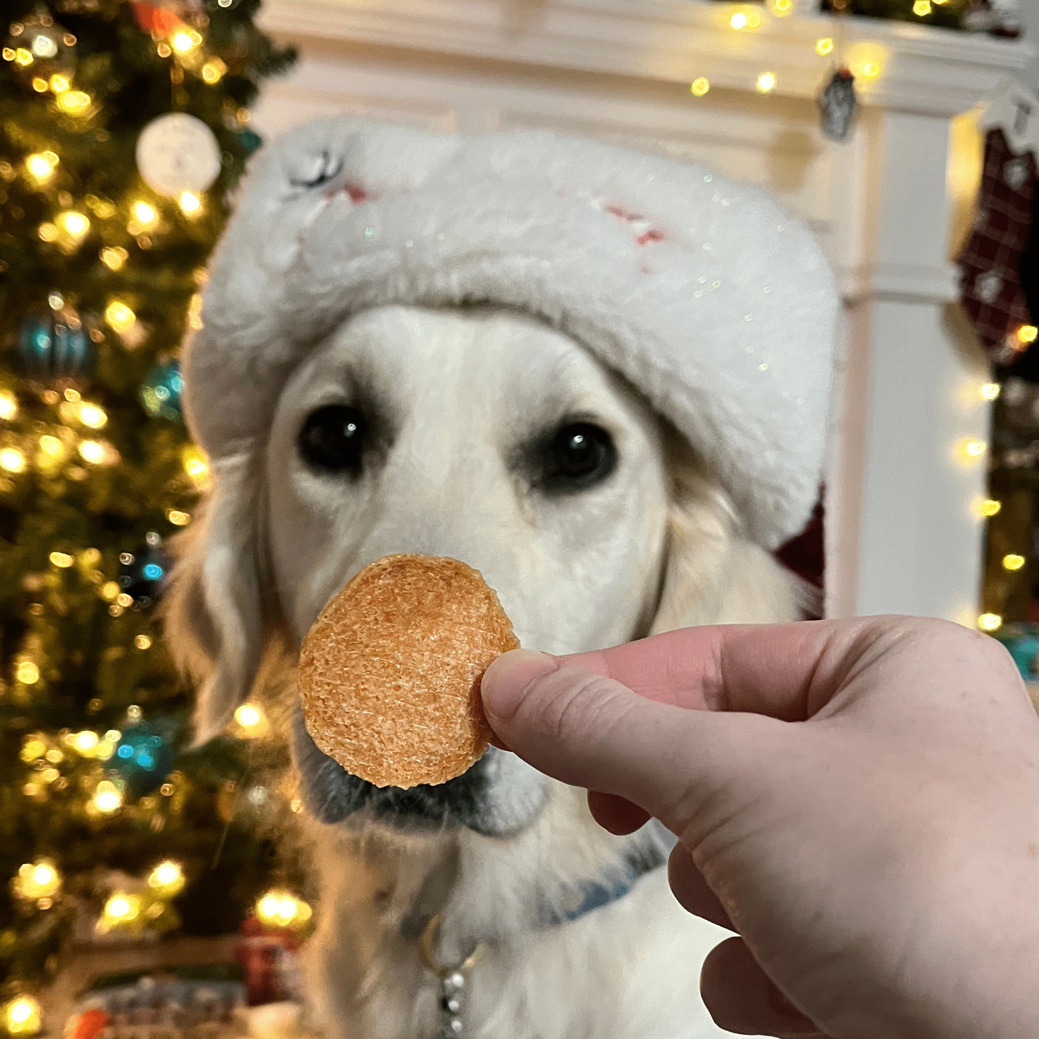 Dog wearing a festive hat with a person holding a Farm to Pet dog treat in front of it, Christmas tree in the background