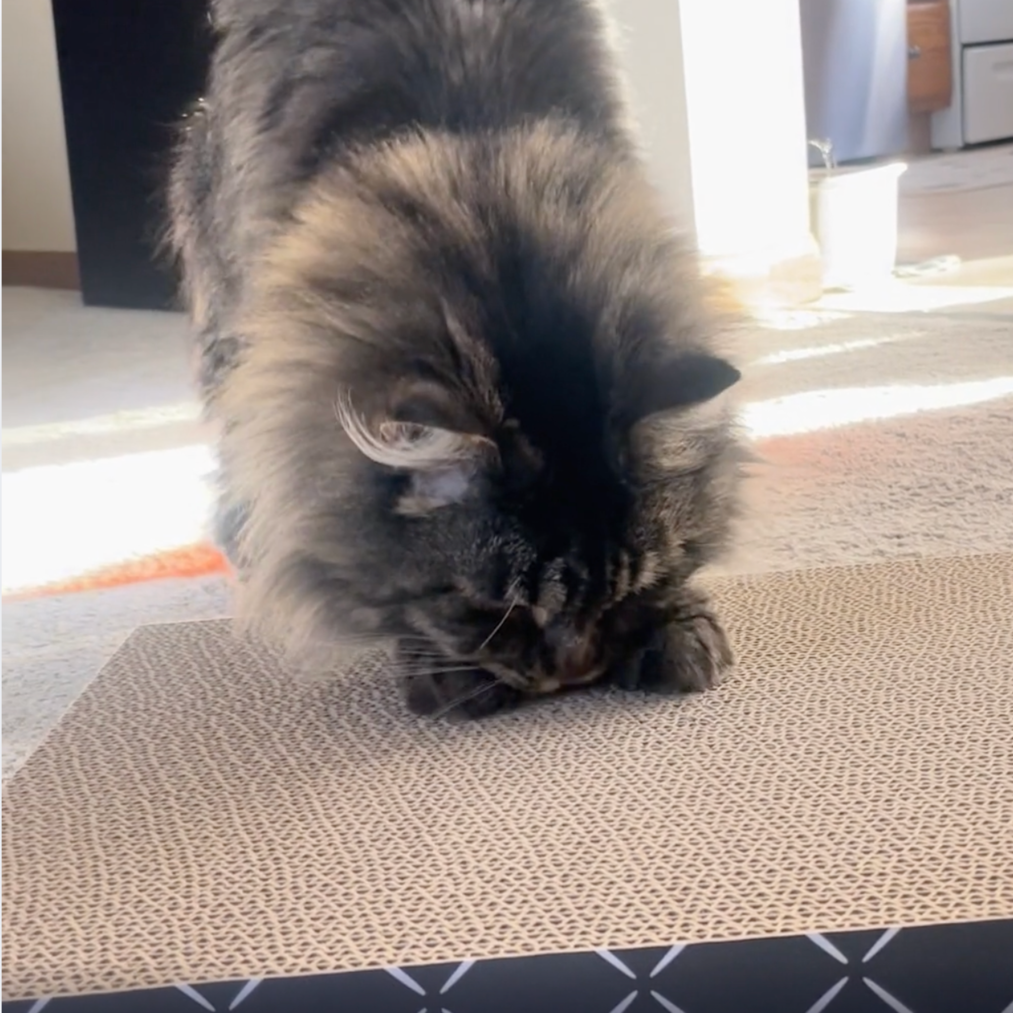 Cat using scratching pad