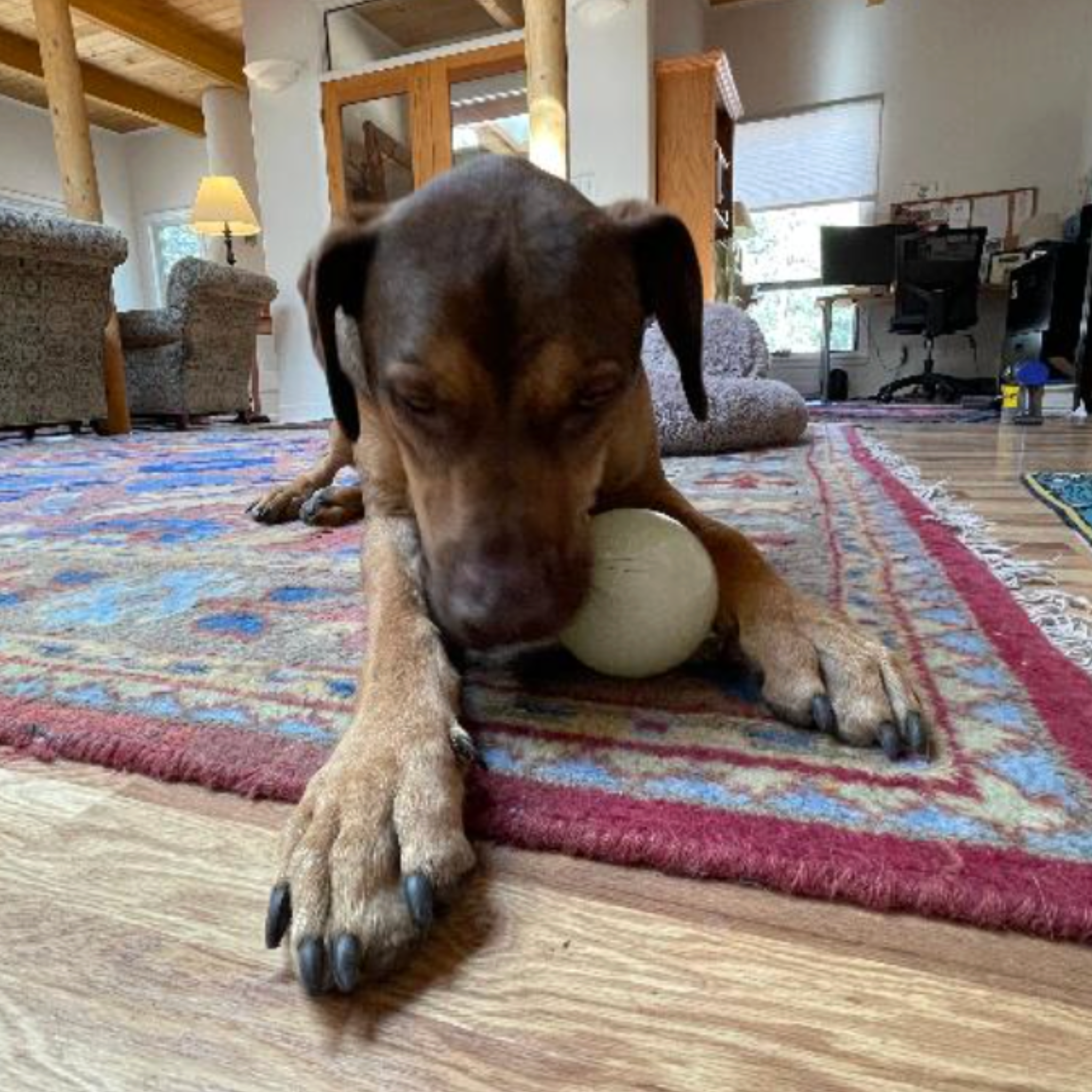 Dog playing with a ball on a colorful rug in a living room.