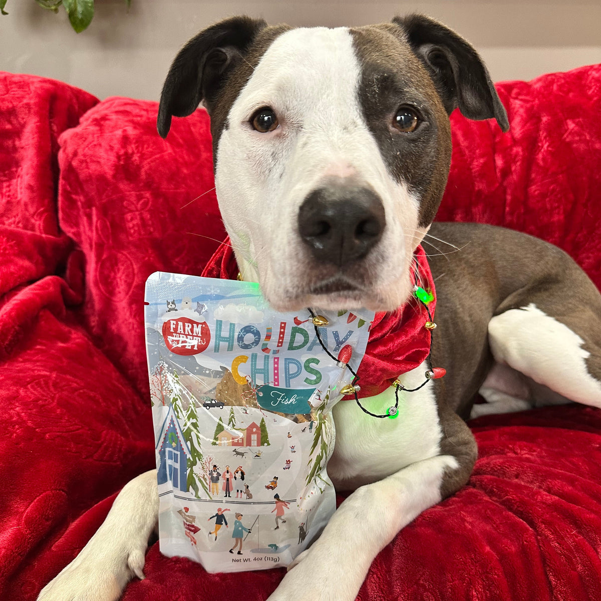 Dog on a red blanket with 4oz Holiday Fish Chips, single-ingredient Christmas dog treats