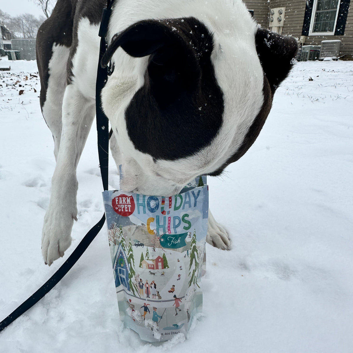Dog in the snow sniffing a 4oz bag of Holiday Fish Chips, healthy holiday dog treats