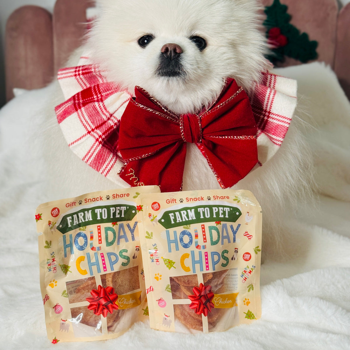 White Pomeranian with a red bow and Chicken Snack Stuffers, healthy dog stocking stuffers