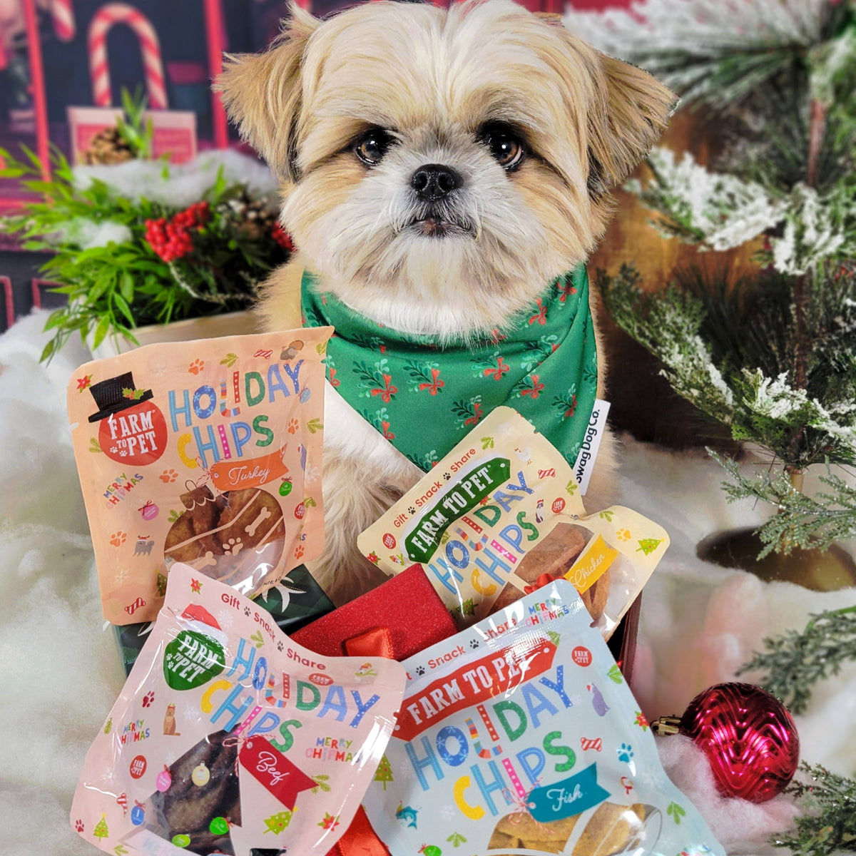 Shih Tzu in a holiday bandana with Farm to Pet Holiday Chips, healthy Christmas dog treats