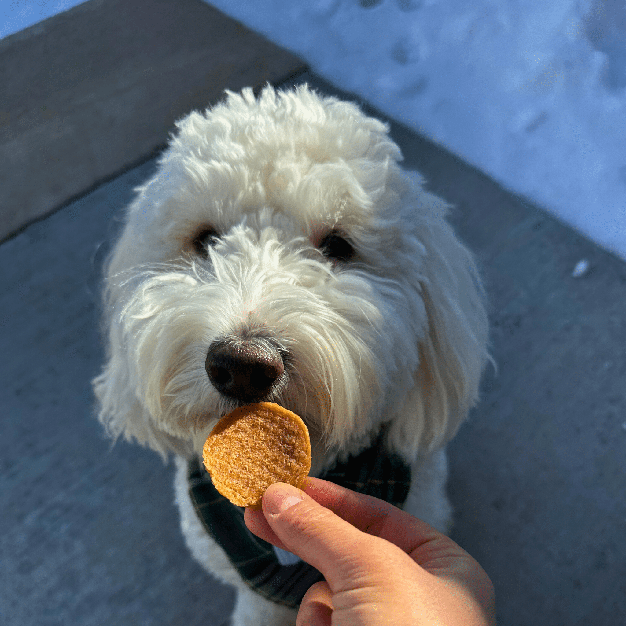 White dog with a Farm to Pet treat held by a person against a snowy background