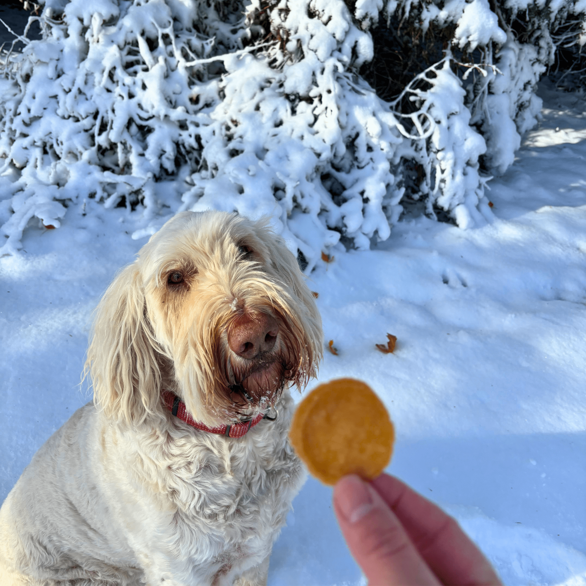 Dog sitting in the snow with a person offering a Farm to Pet Chicken Chip.