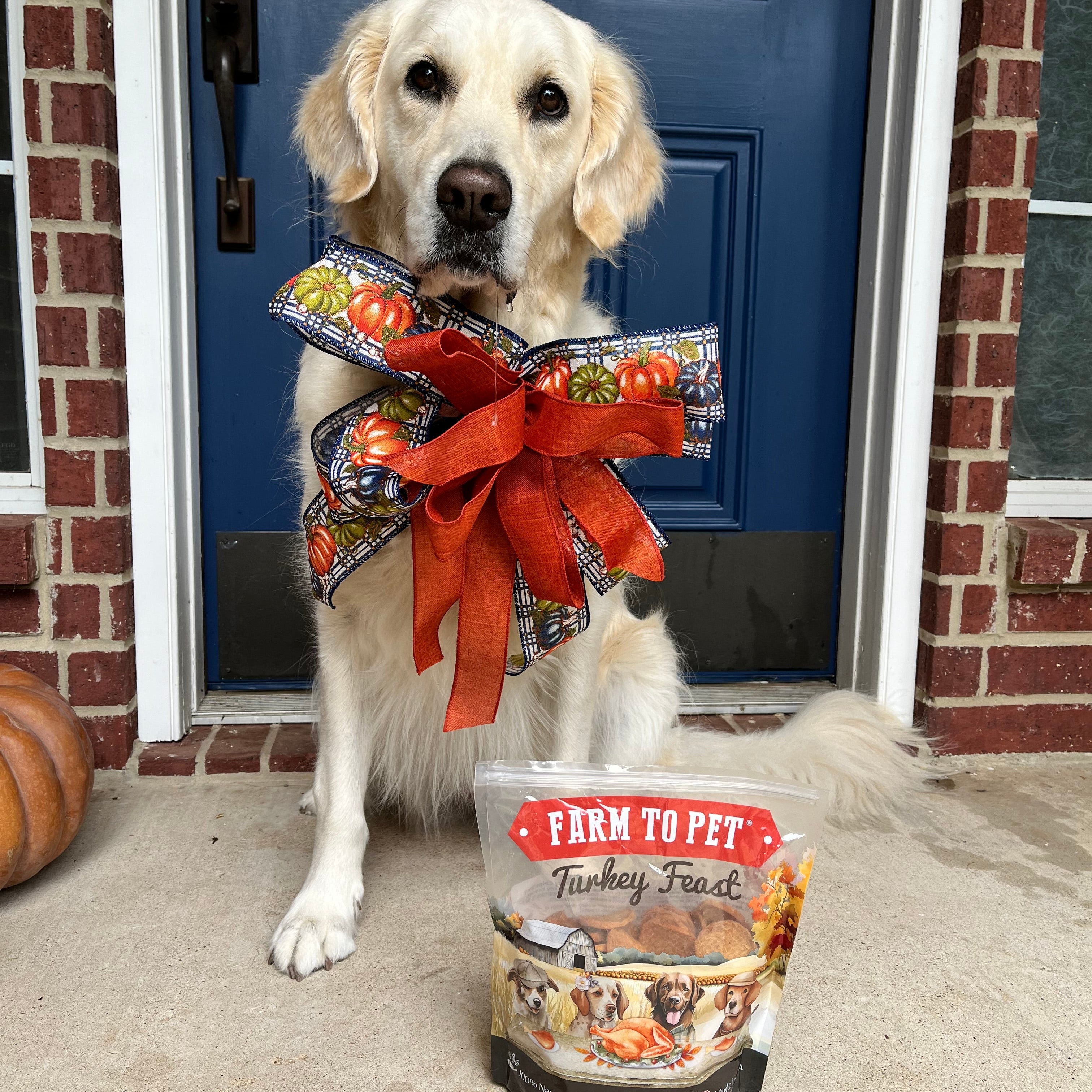 Dog with a package of Farm to Pet turkey treats in front of a blue door.