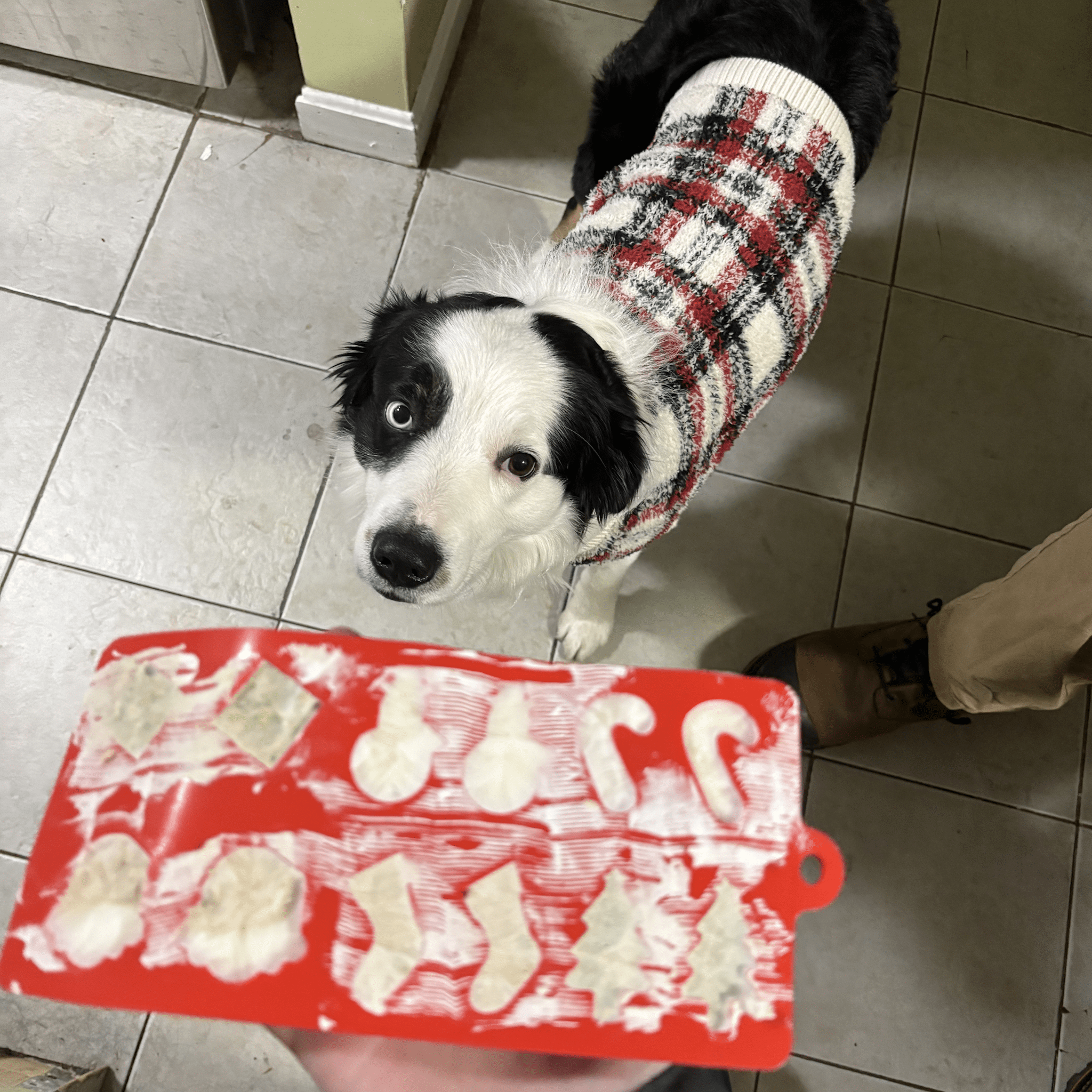 Dog wearing a sweater standing on a tiled floor with a red silicone mold filled with yogurt mixture.