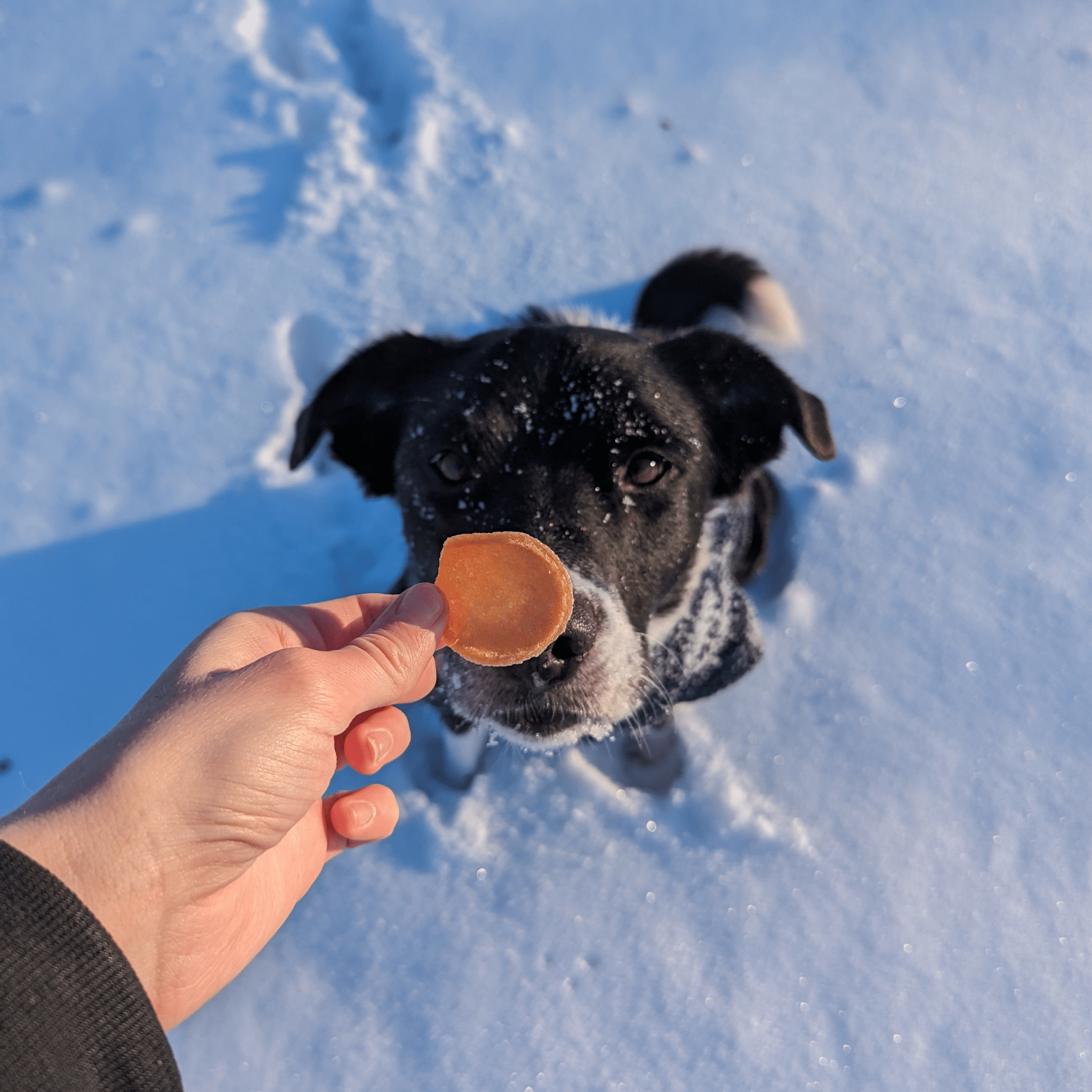 Dog in snow with a Farm to Pet Chicken Chip held by a hand