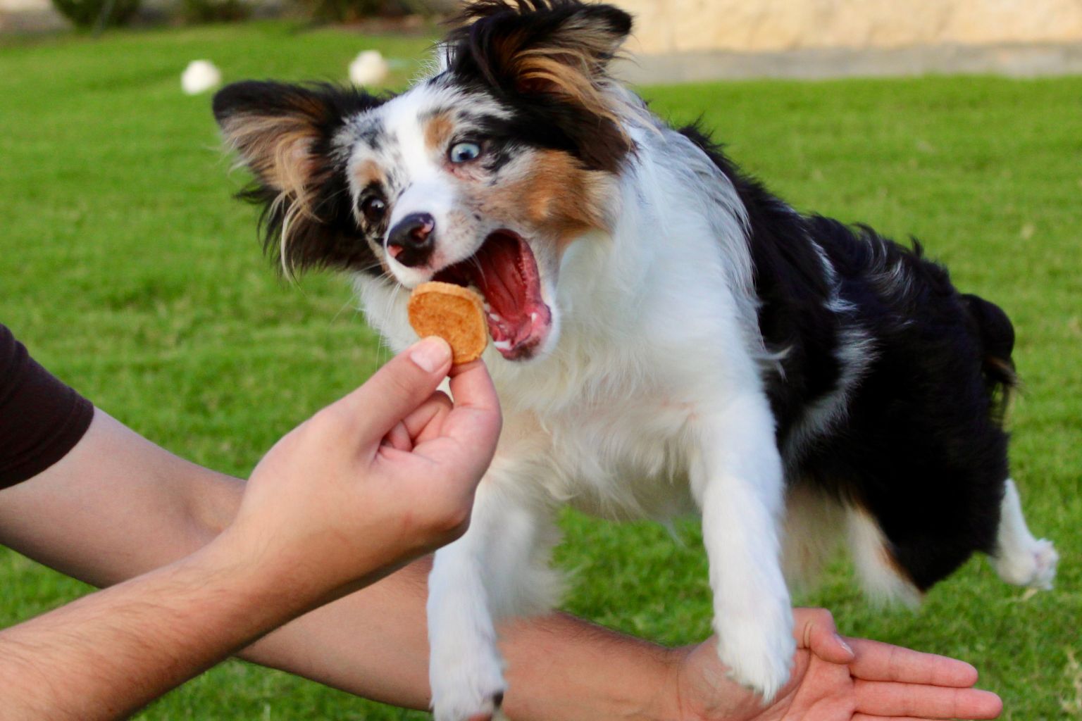 Dog Training for obedience class with a professional dog trainer.