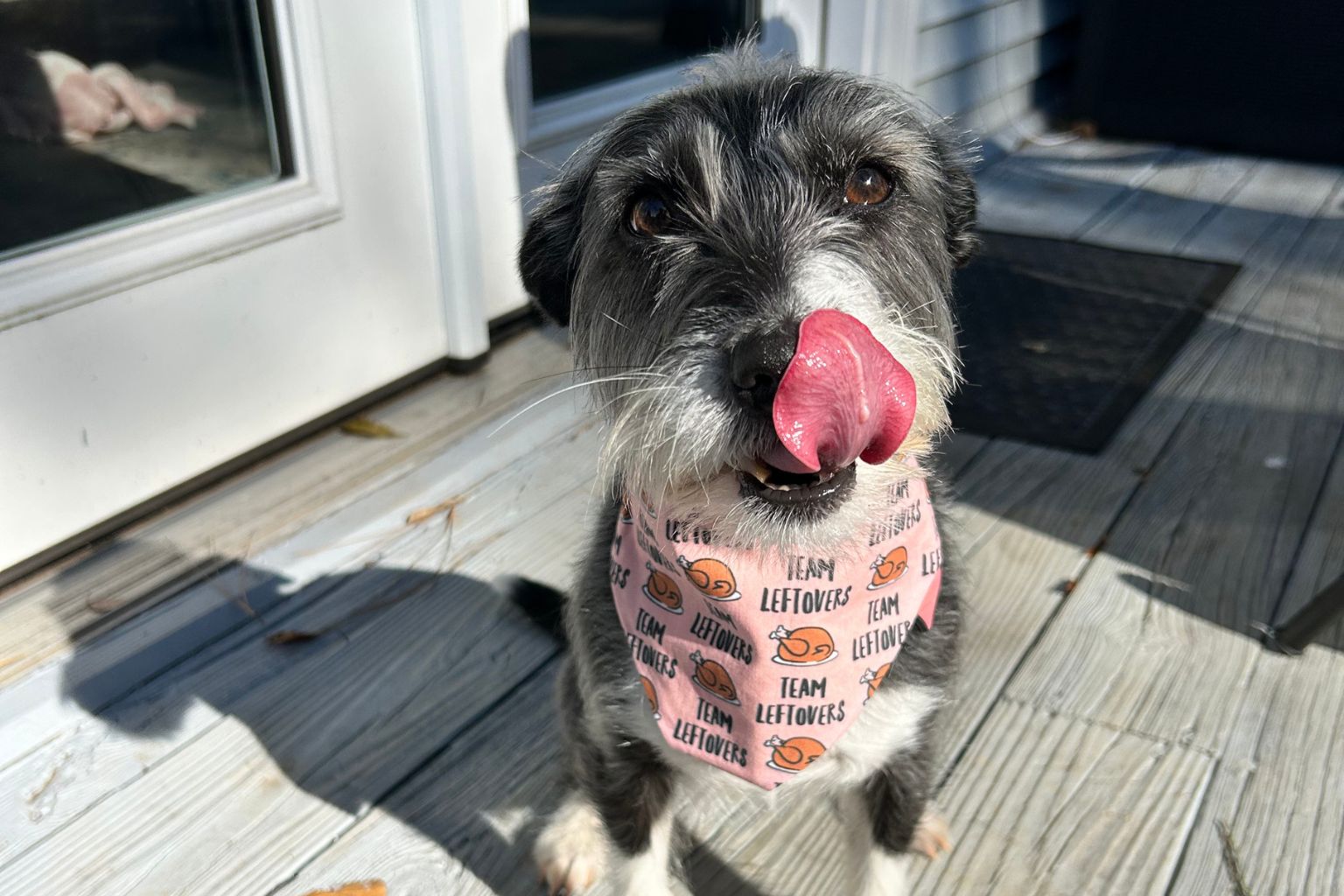 Are Single-Ingredient Dog Treats the Best Healthy Dog Treats? - Farm To Pet