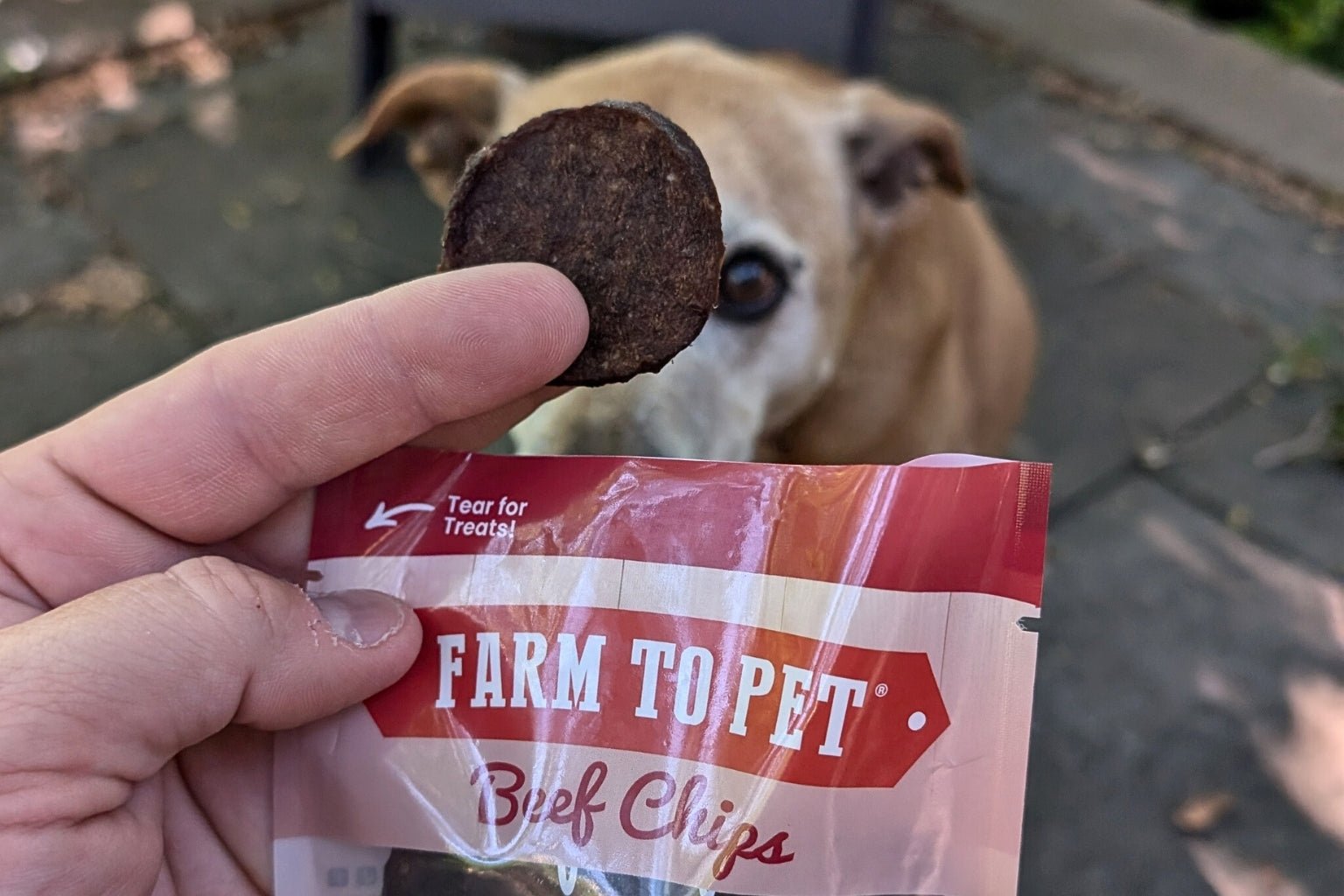 Hand holding a bag of Farm to Pet Beef Chip bag and offering a brown and white dog a beef chip.
