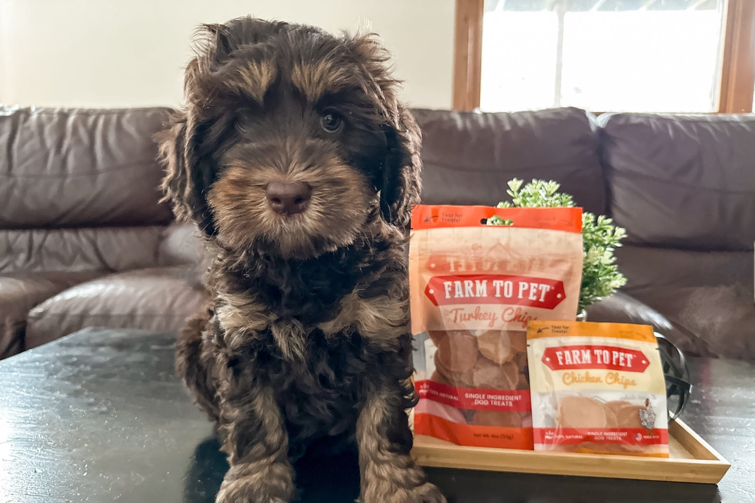 The Best Proteins for  Dogs - Farm To Pet