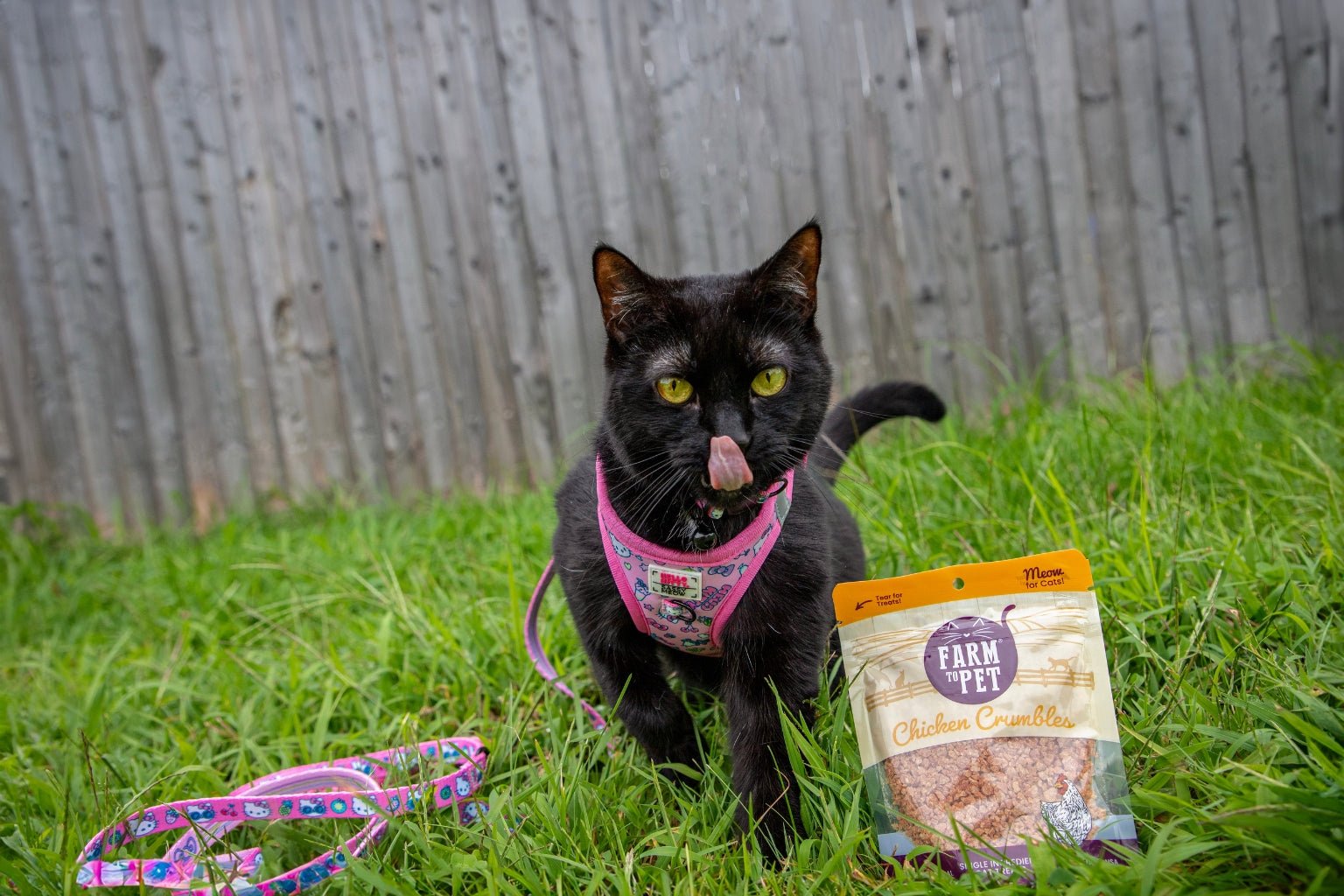 A white and grey cat sniffing a bag of Farm to Pet Crumbles cat treats.