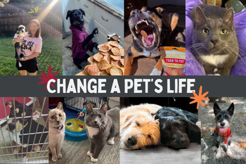 collage of rescue pets with text saying 
