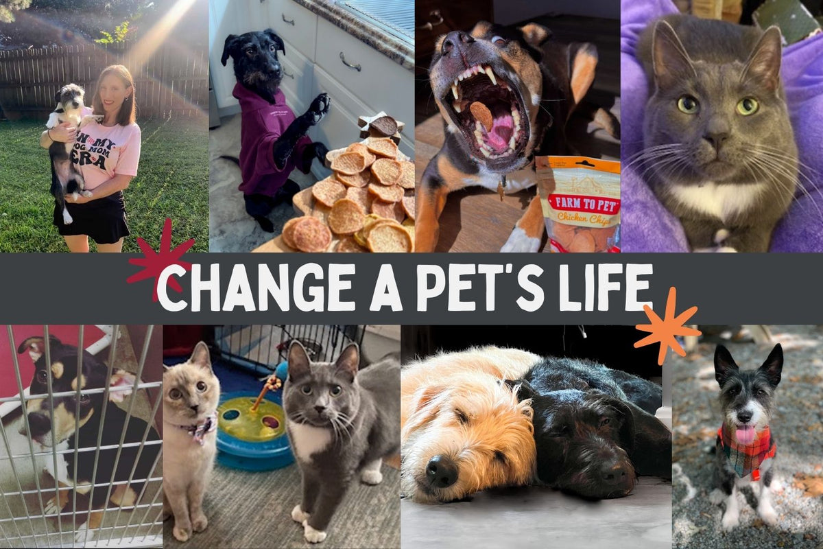 collage of rescue pets with text saying 
