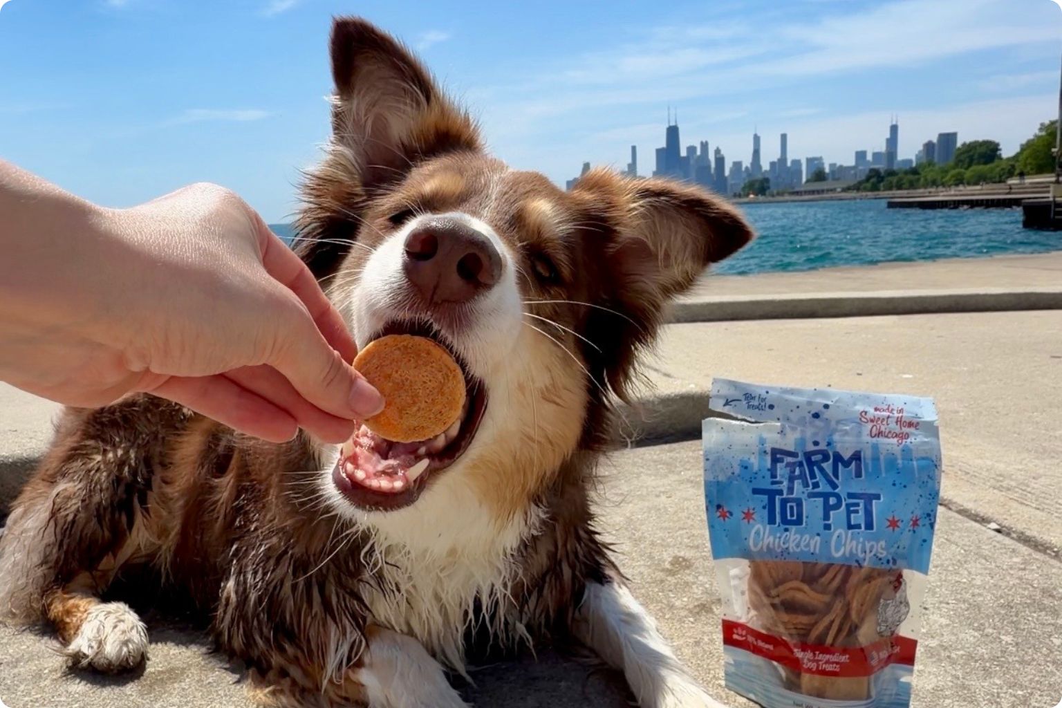 Dog eating a Farm to Pet chicken chip in front of the Chicago skyline