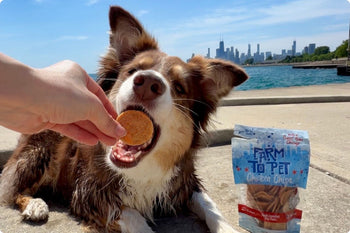 Dog eating a Farm to Pet chicken chip in front of the Chicago skyline