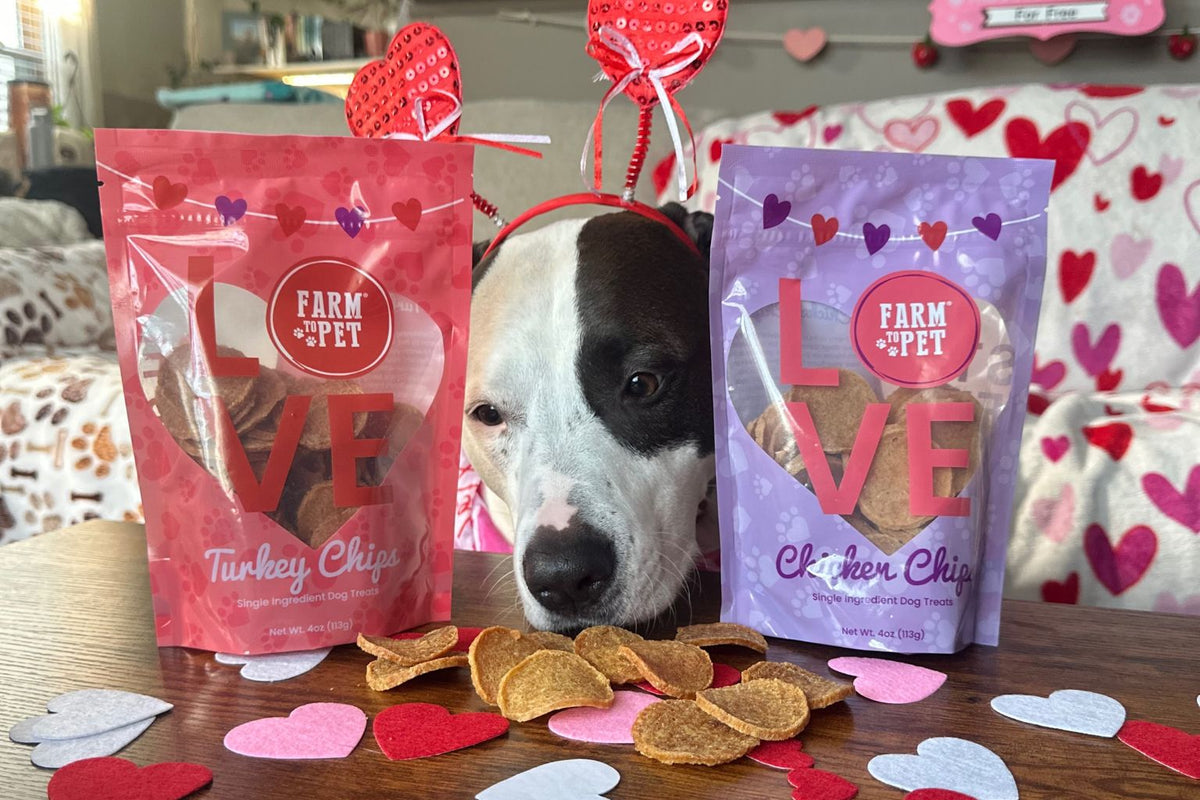 dog eating Valentine's Day dog treats