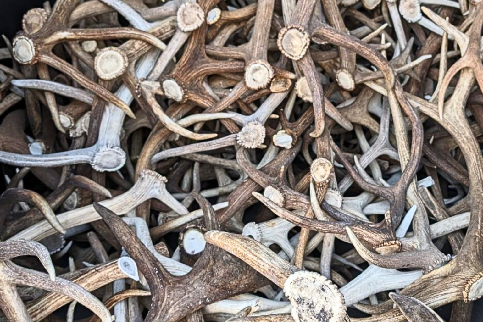 A pile of whitetail deer antler sheds for dogs.