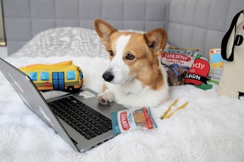 corgi dog with his paw on a laptop like he's researching dog toys