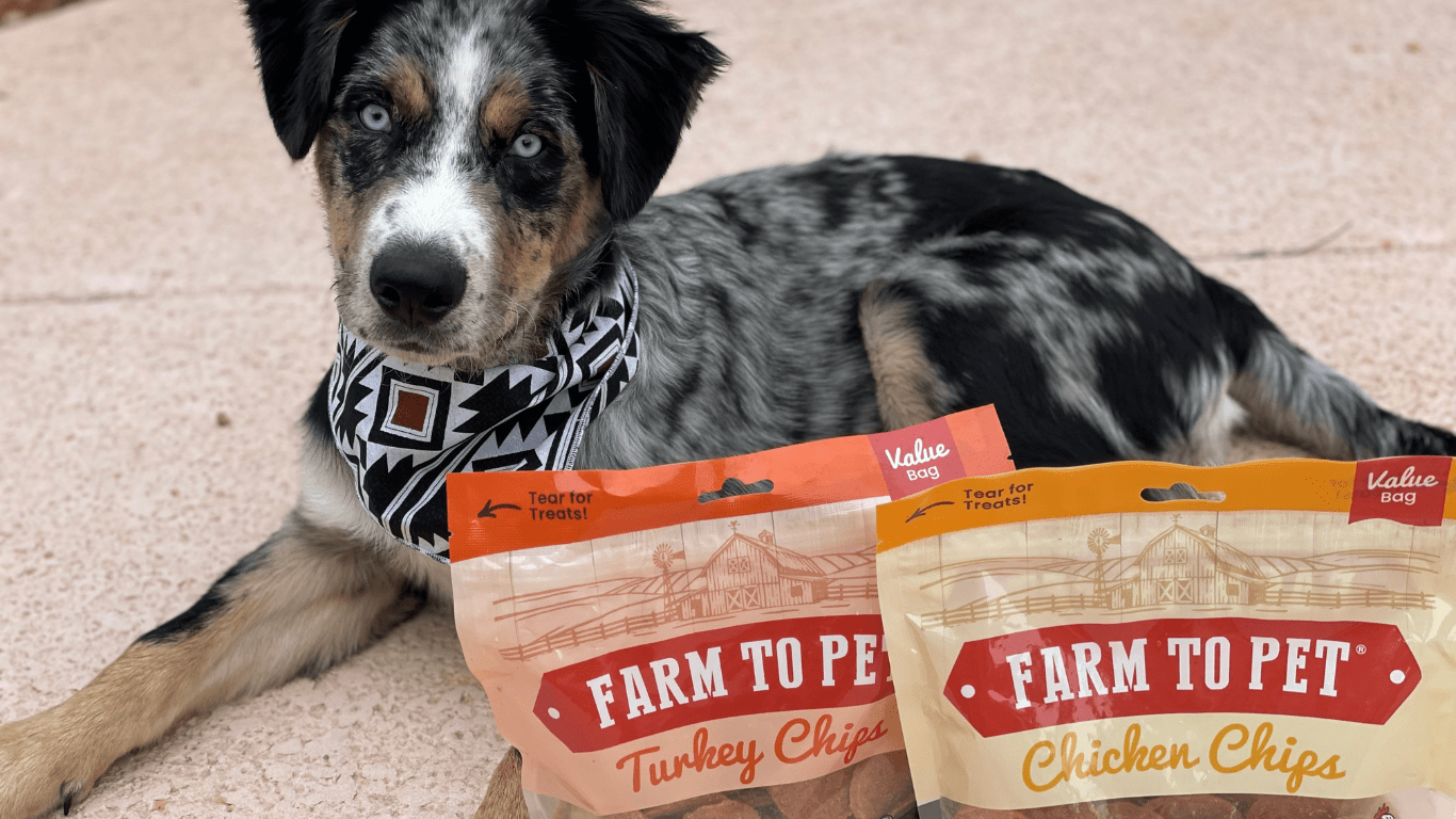 Fall Foods for Dogs! - Farm To Pet