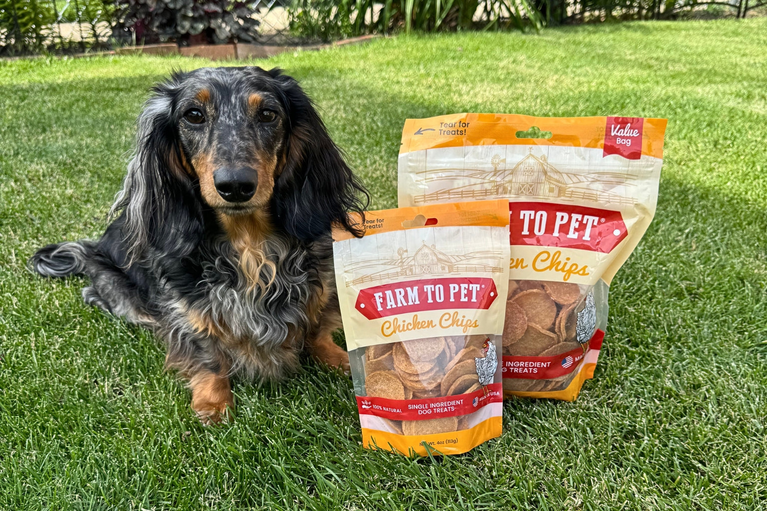 How To Get Your Dog To Stop Barking - Farm To Pet