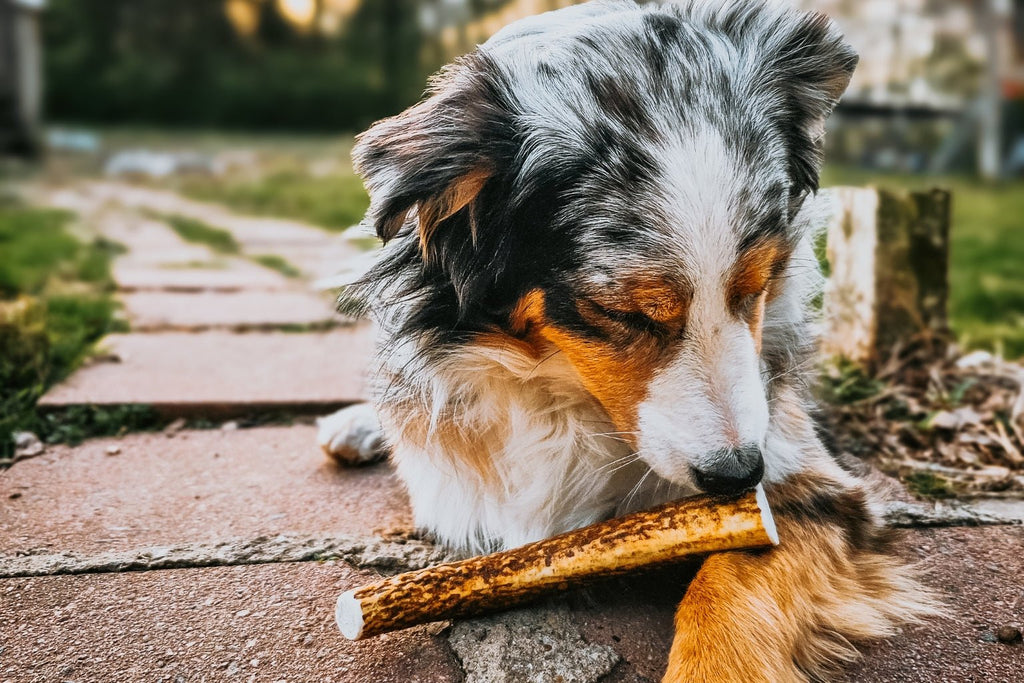 Antlers for puppy teething hotsell