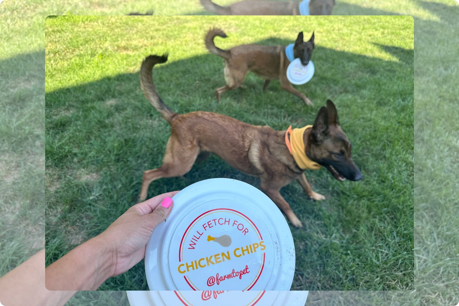 two German shepherd dogs at the park playing with a farm to pet frisbee