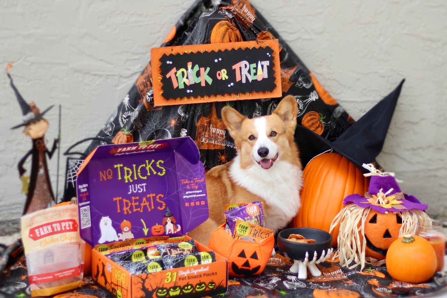 corgi dog surrounded by Farm to Pet halloween dog treats