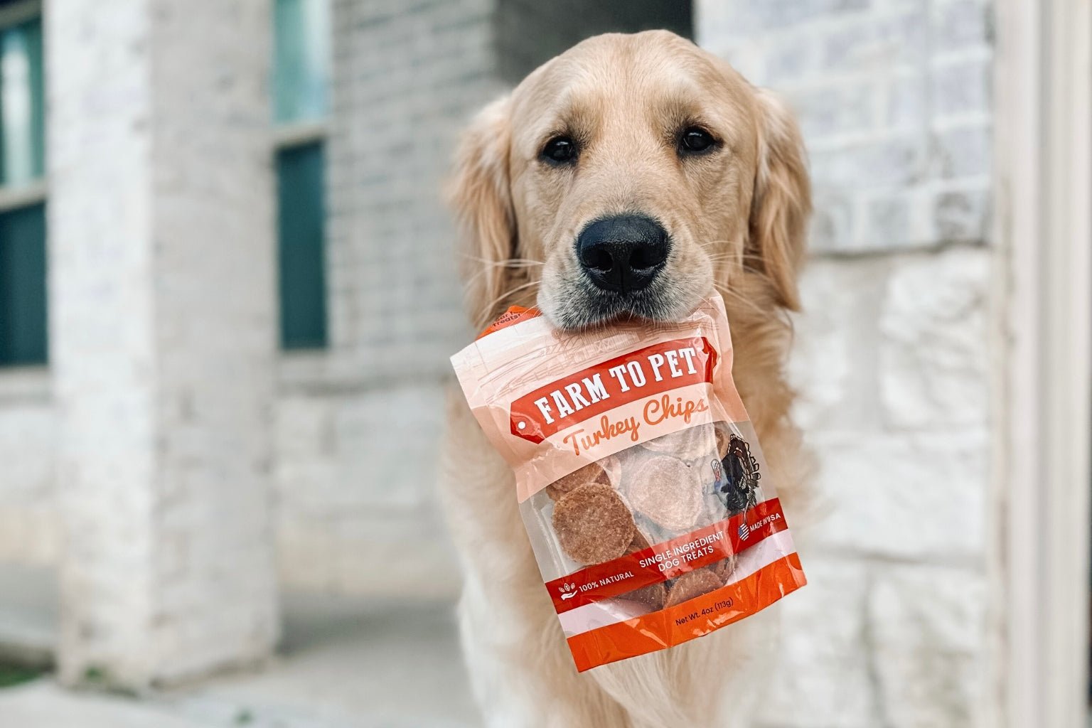 Golden Retriever Dog outside holding a bag of Farm to Pet Turkey Chips in his mouth.