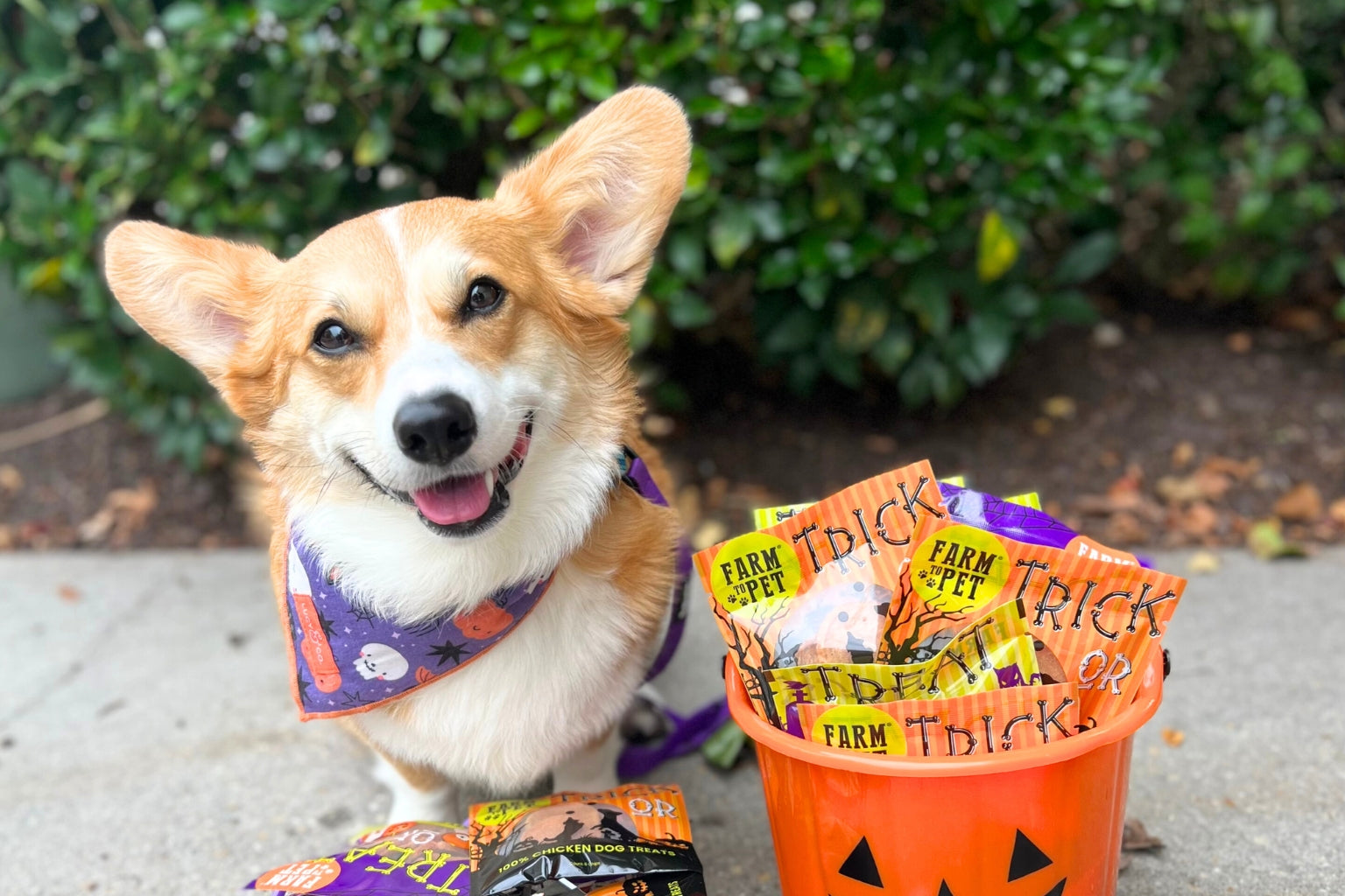 A close up of a Farm to Pet Halloween Dog Treats with decorated bags of treats and a cute Corgi dog smiling next to them.
